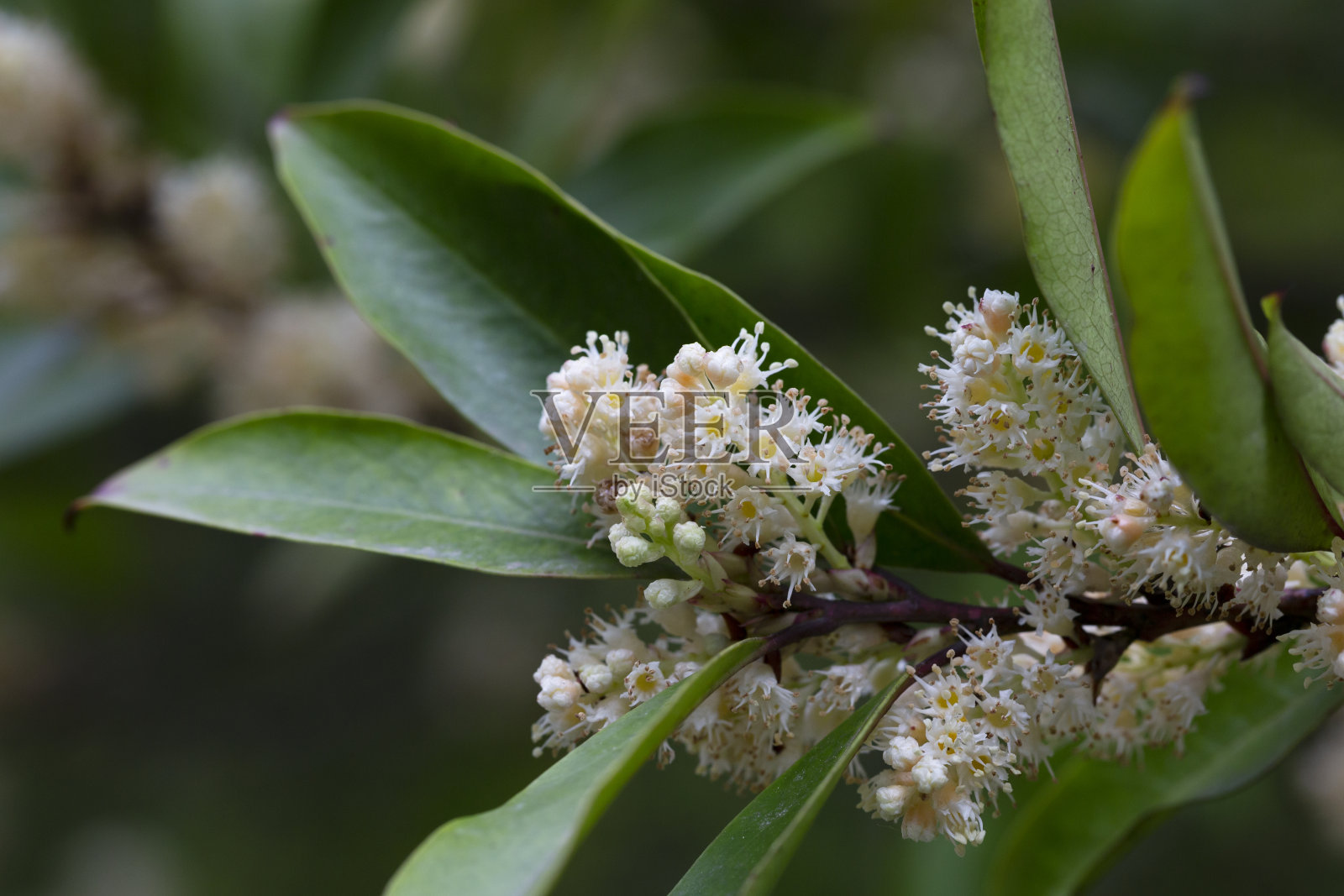 卡罗来纳州月桂桃树的白花。M.Roem照片摄影图片