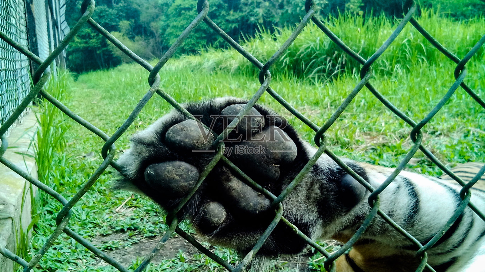 老虎脚照片摄影图片