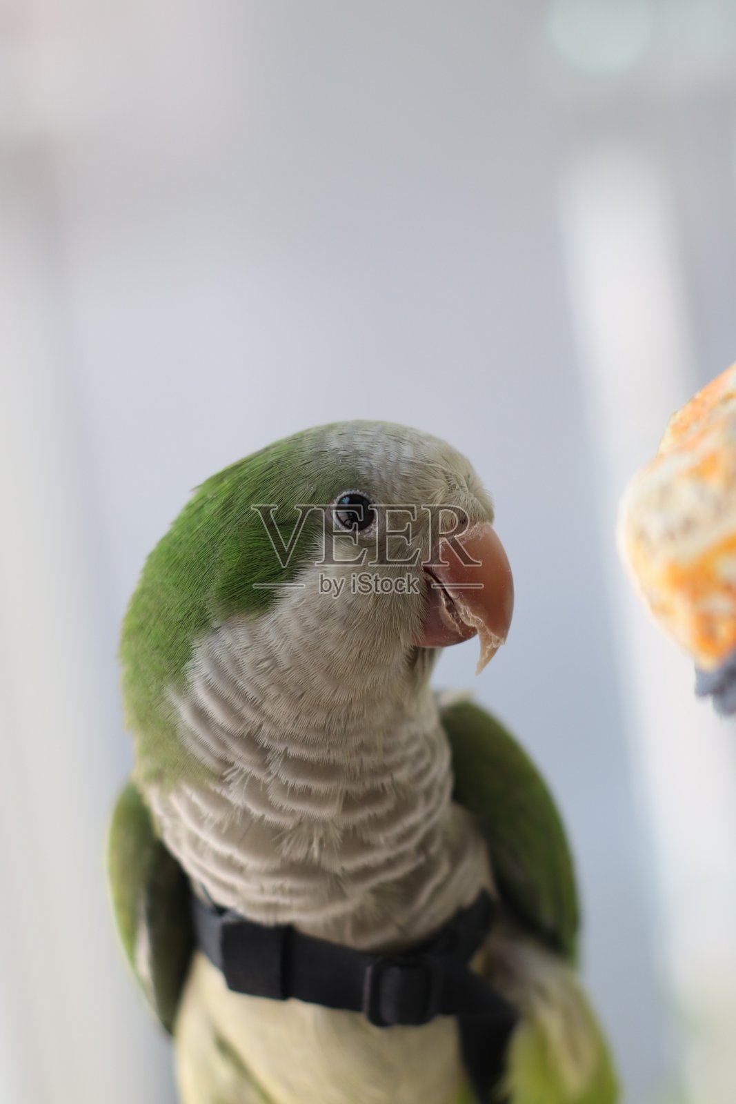 绿鹦鹉照片摄影图片