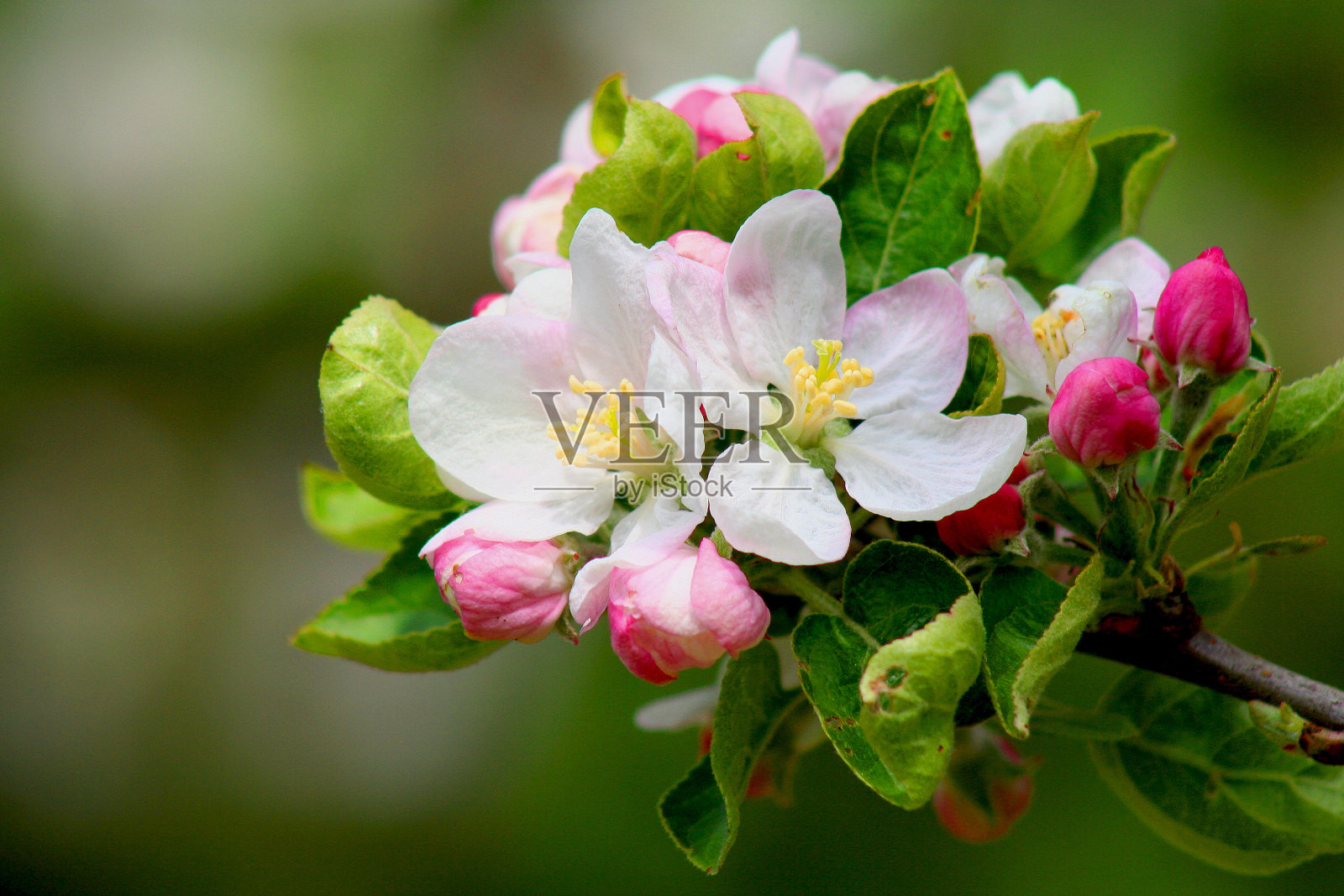 花在微距特写照片摄影图片
