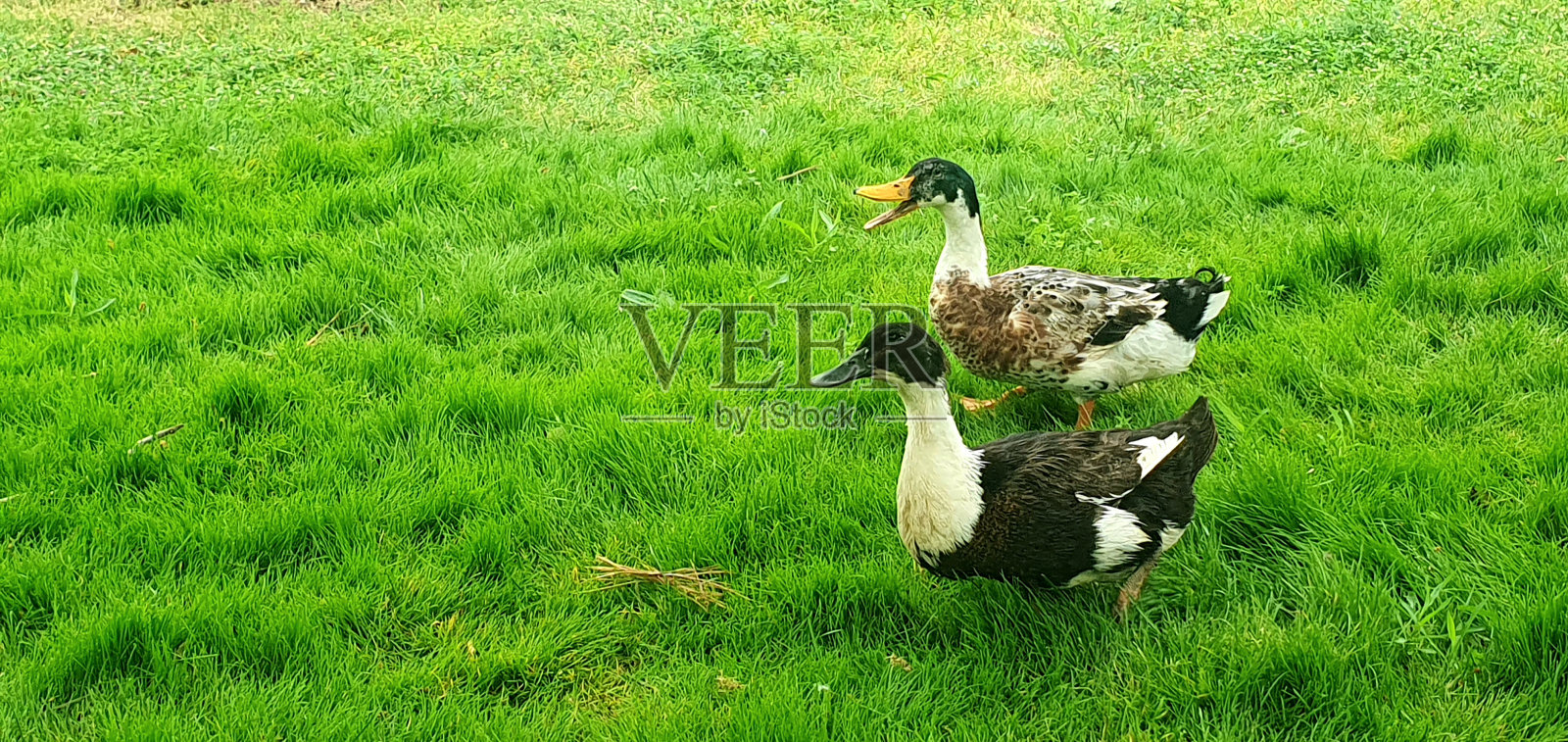 鹅照片摄影图片