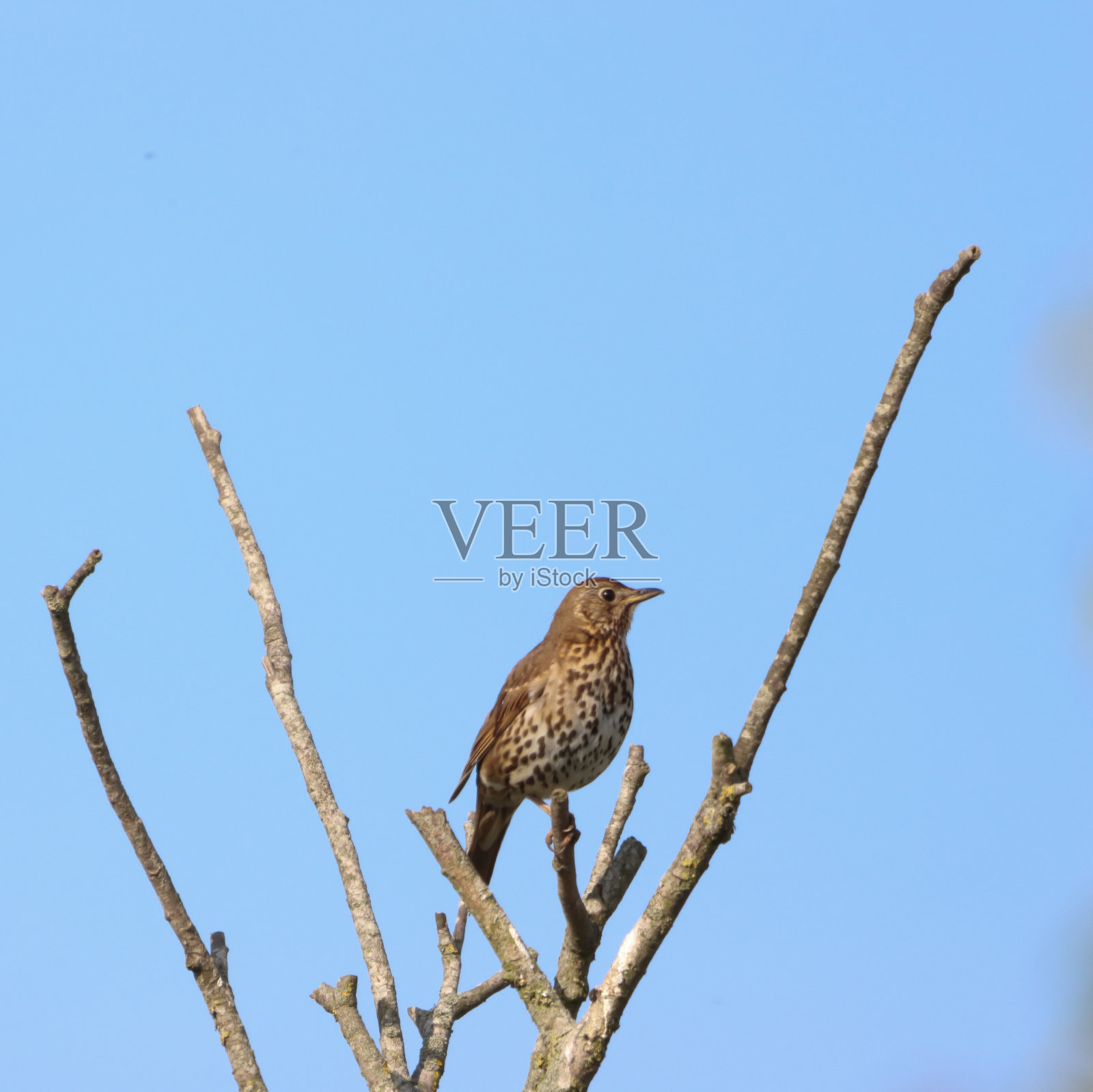 一只美丽的画眉鸟栖息在树上照片摄影图片