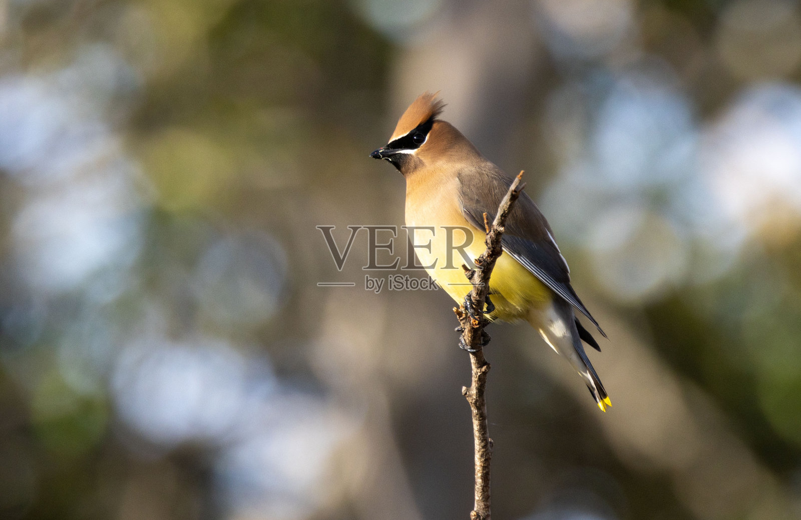 可爱的雪松蜡翅栖息在自然栖息地的树枝上照片摄影图片