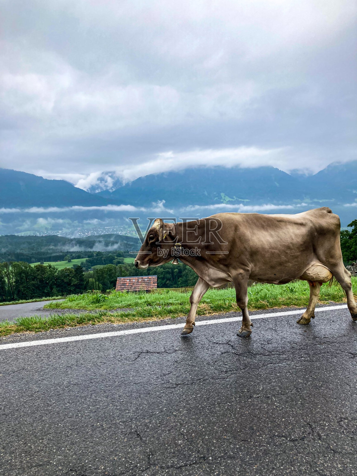 街上的牛照片摄影图片