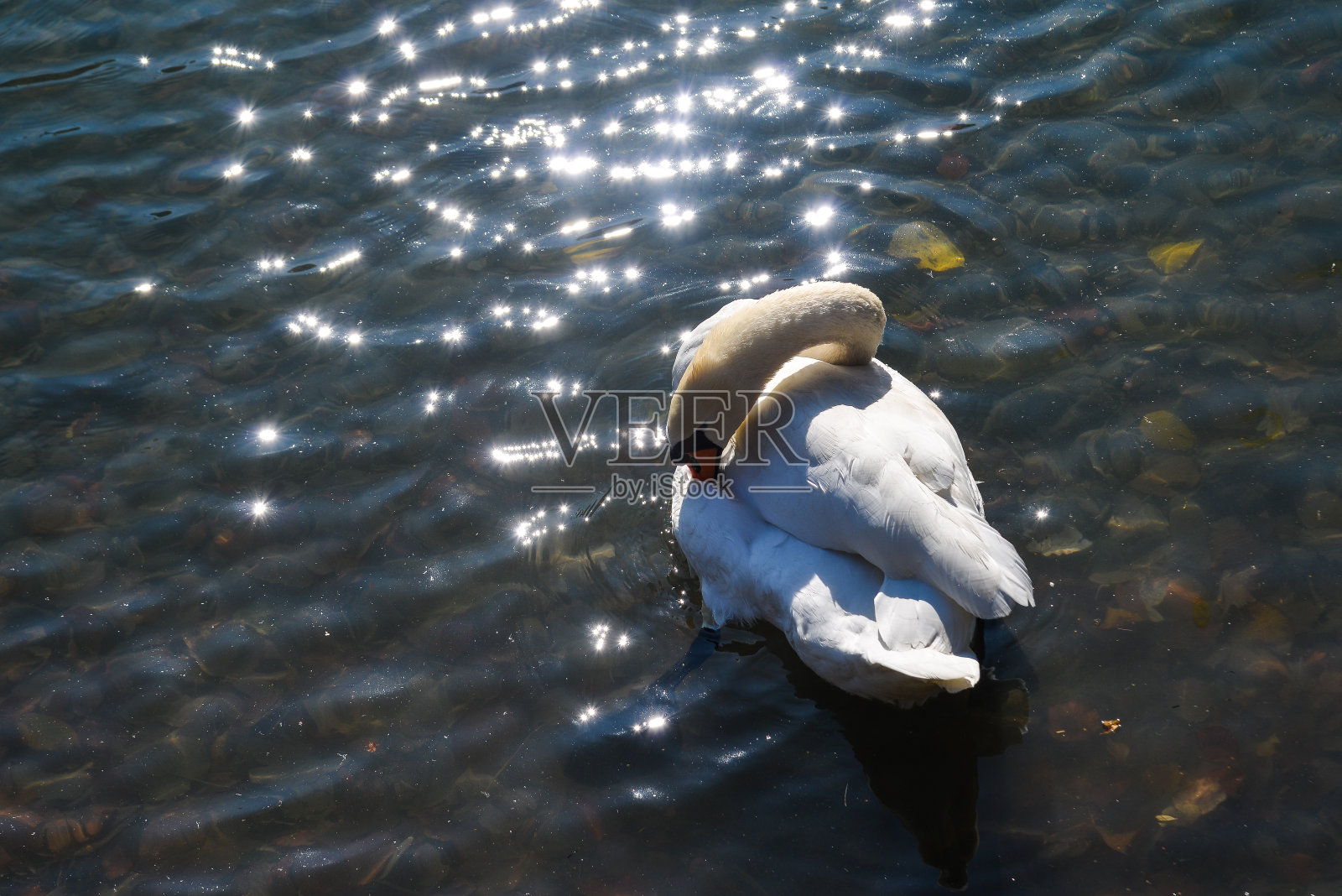 美丽的天鹅在清澈的水中游泳照片摄影图片