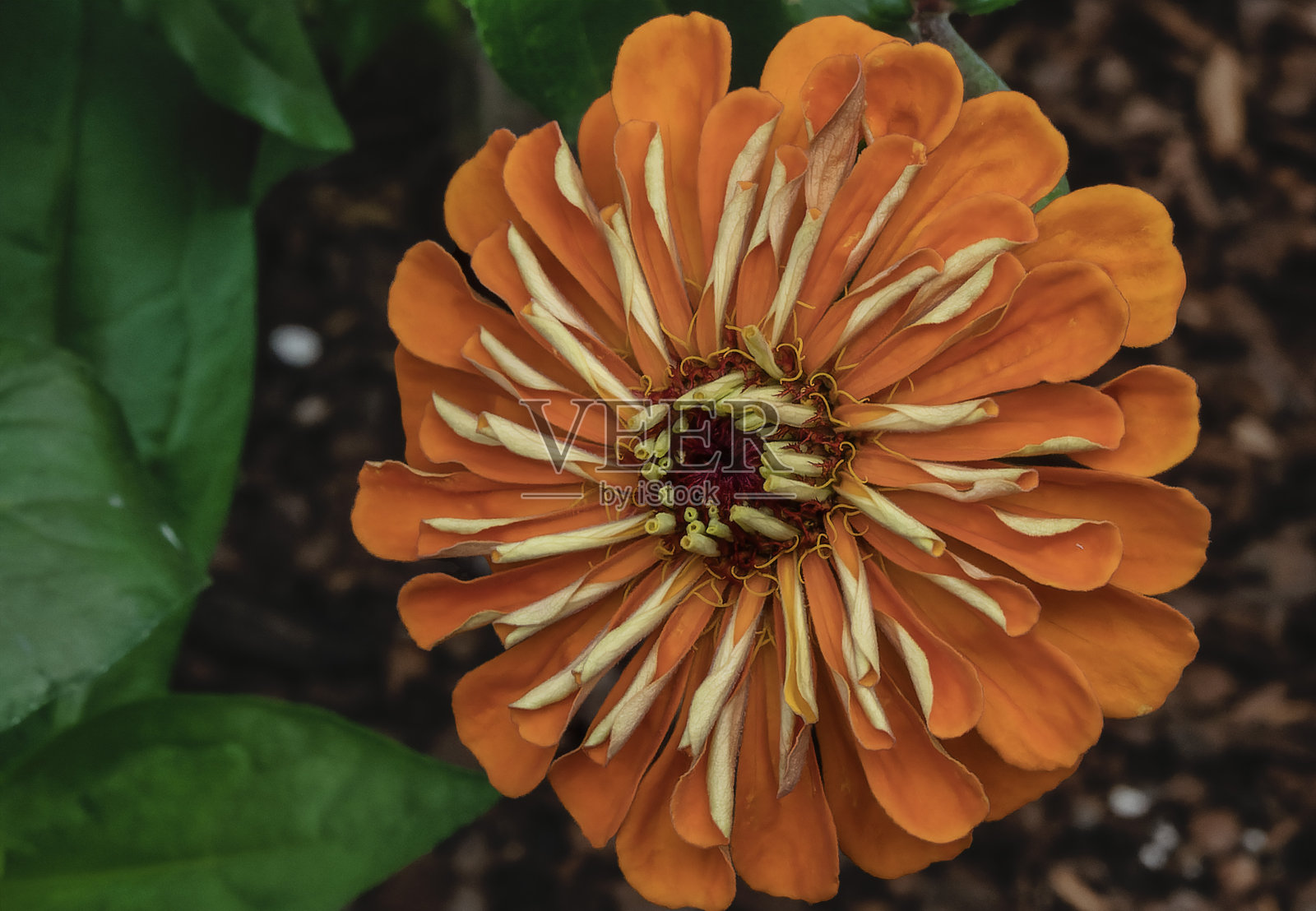 夏日花园里五颜六色的百日草照片摄影图片