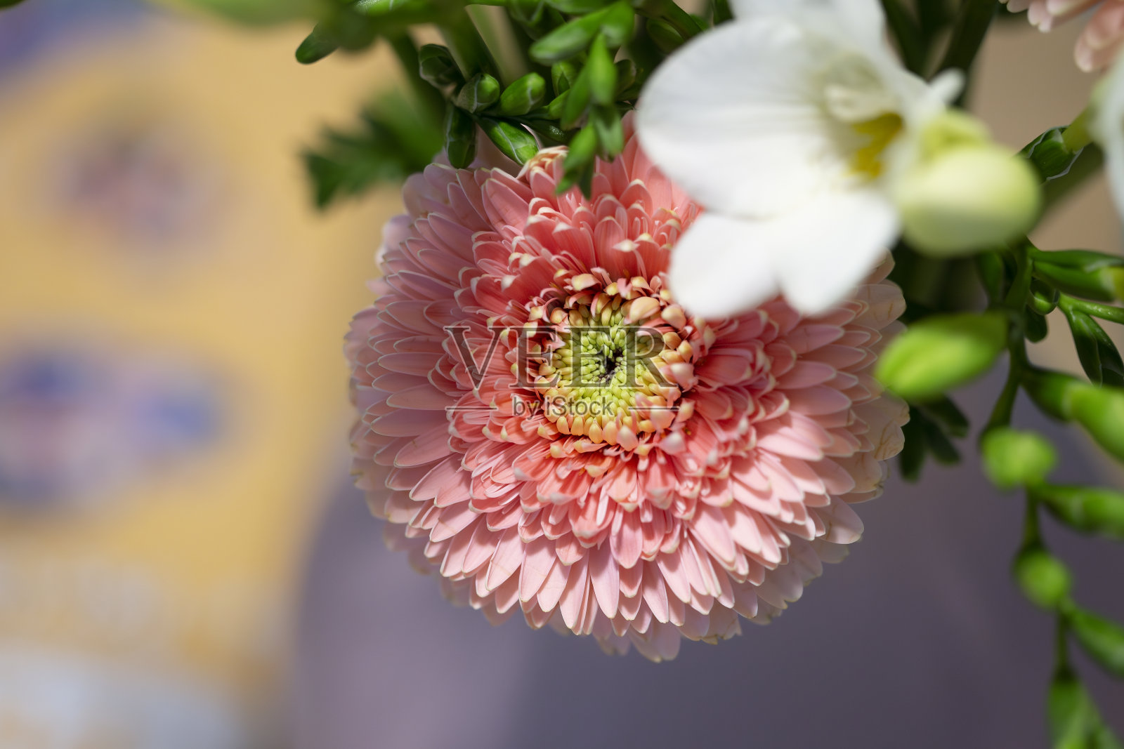 粉红色的格尔花盛开在花束上，近距离仍然孤立在一个模糊的背景照片摄影图片