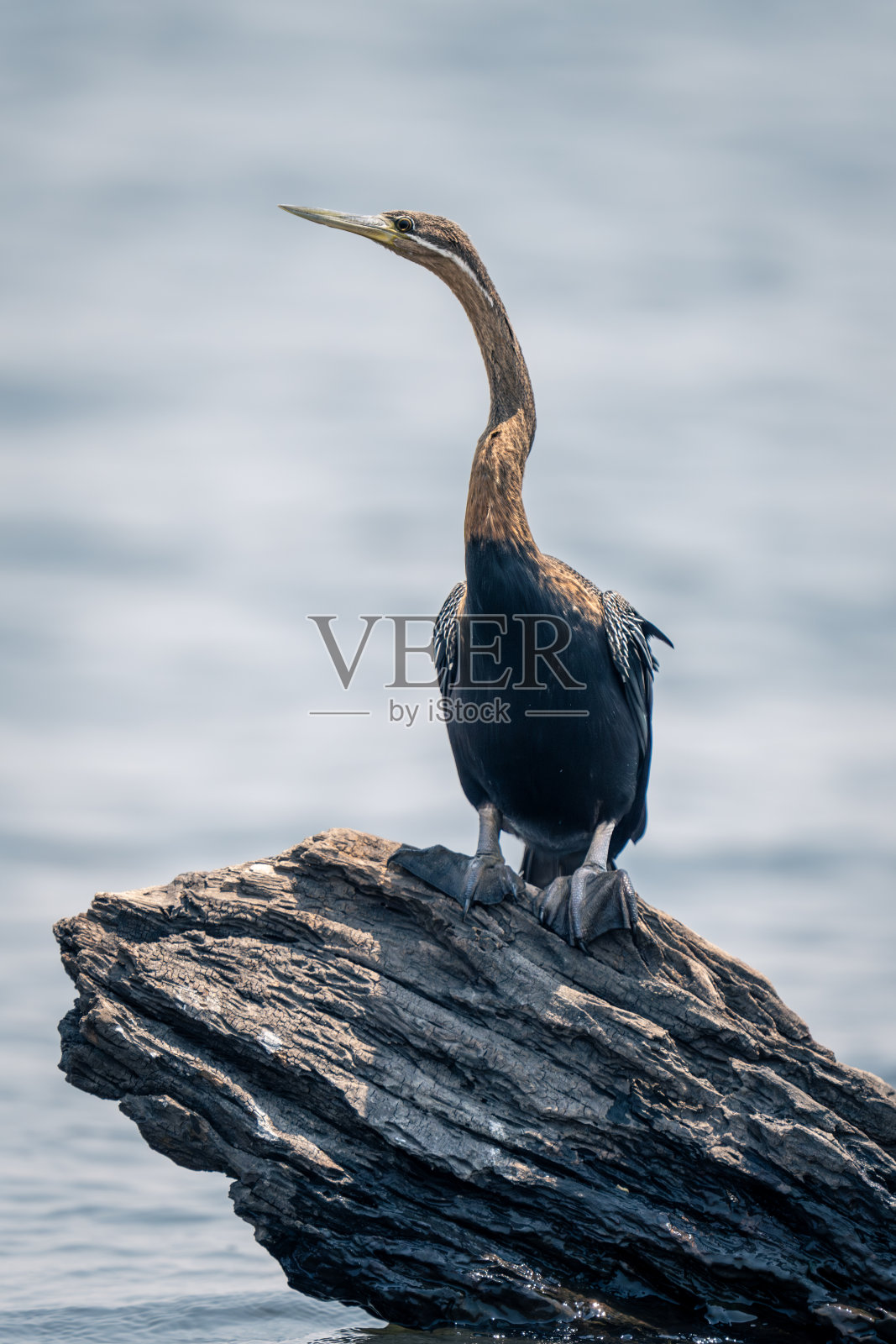 在死木头上的河里的非洲梭鲈照片摄影图片