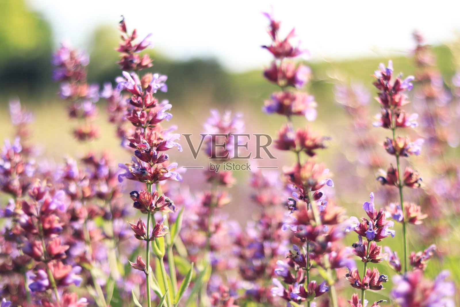 野花。夏日里一片紫色的鼠尾草照片摄影图片