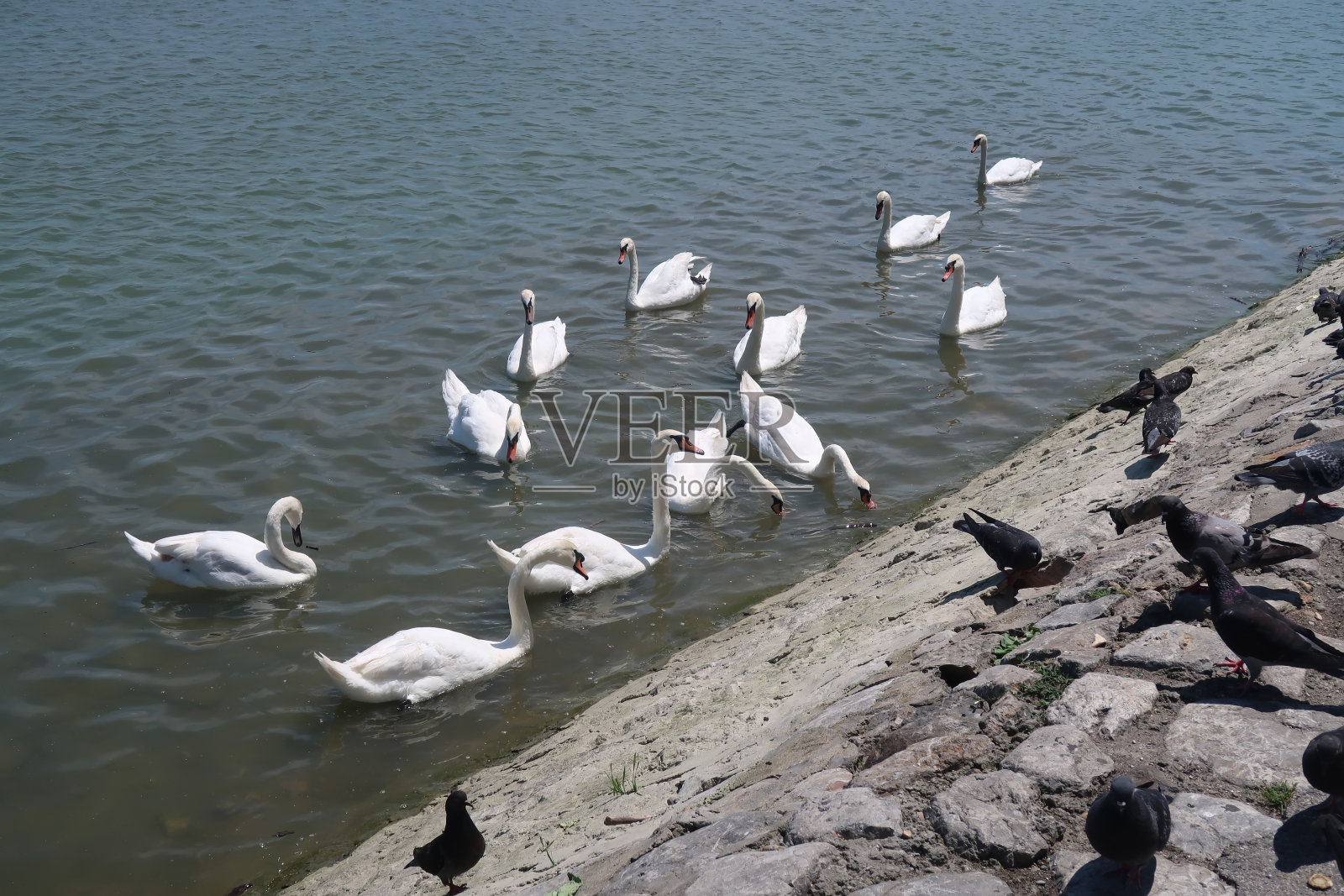 多瑙河上的天鹅照片摄影图片