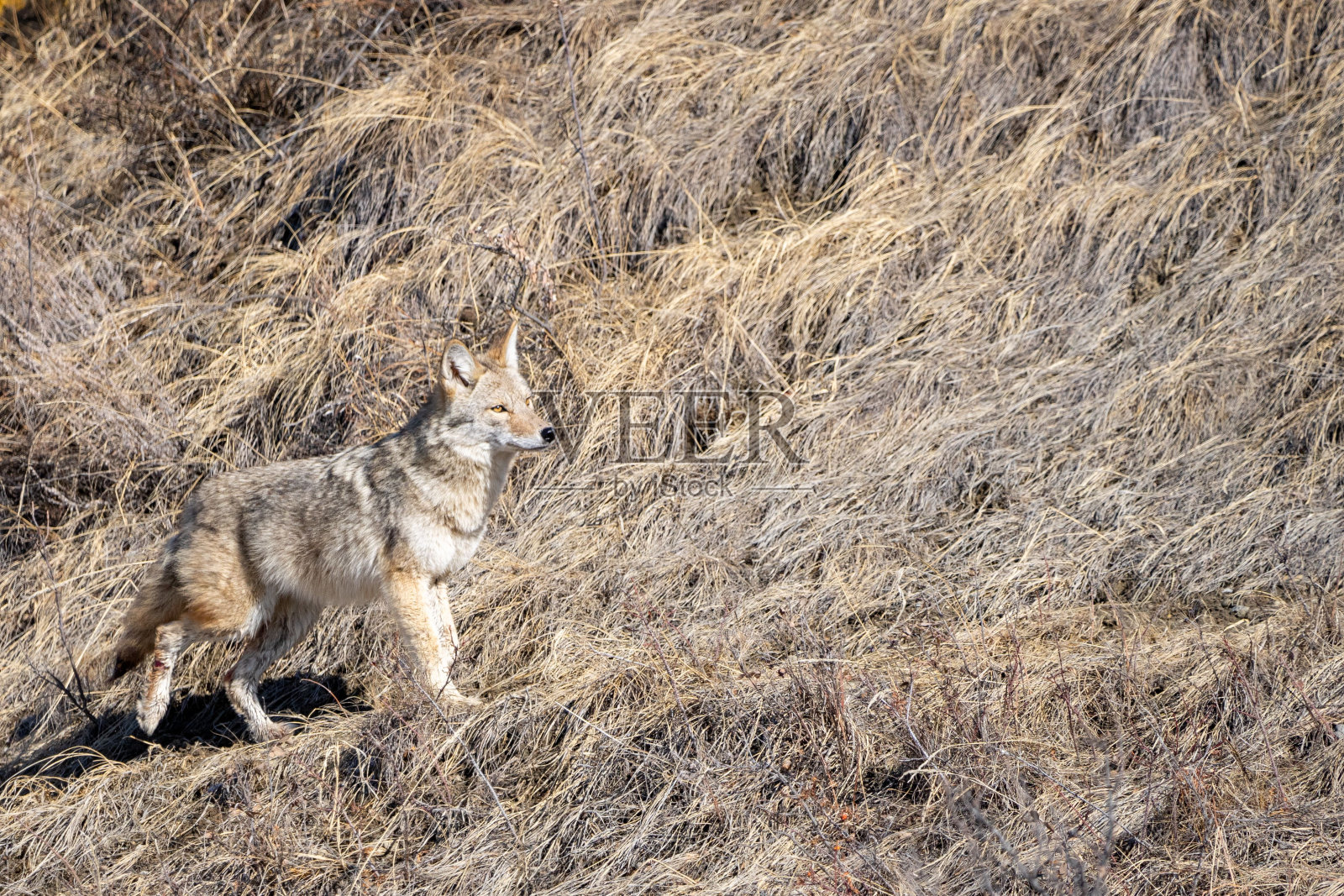 一只土狼在悬崖边缘的干枯草丛中行走的特写照片摄影图片