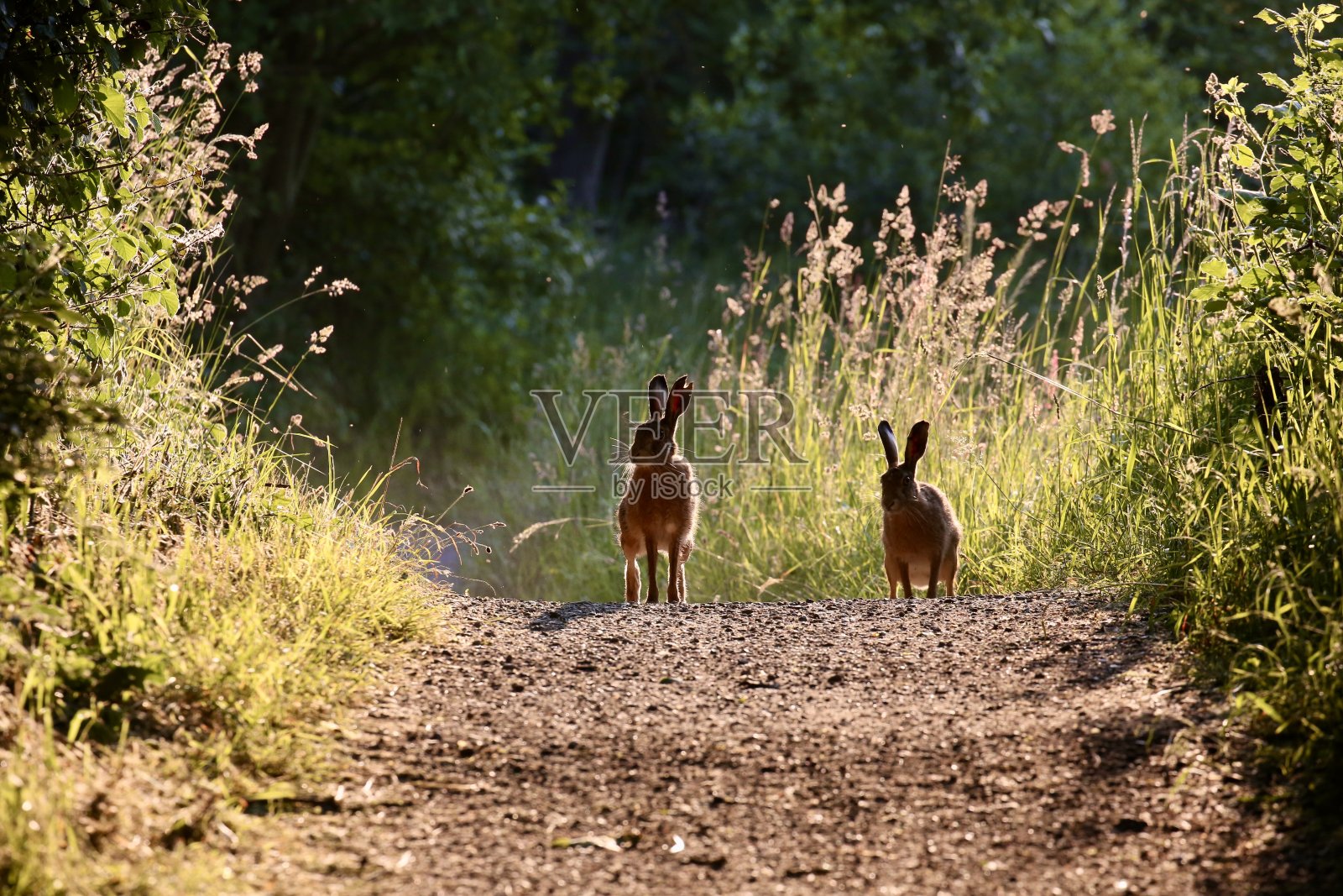 棕色野兔照片摄影图片