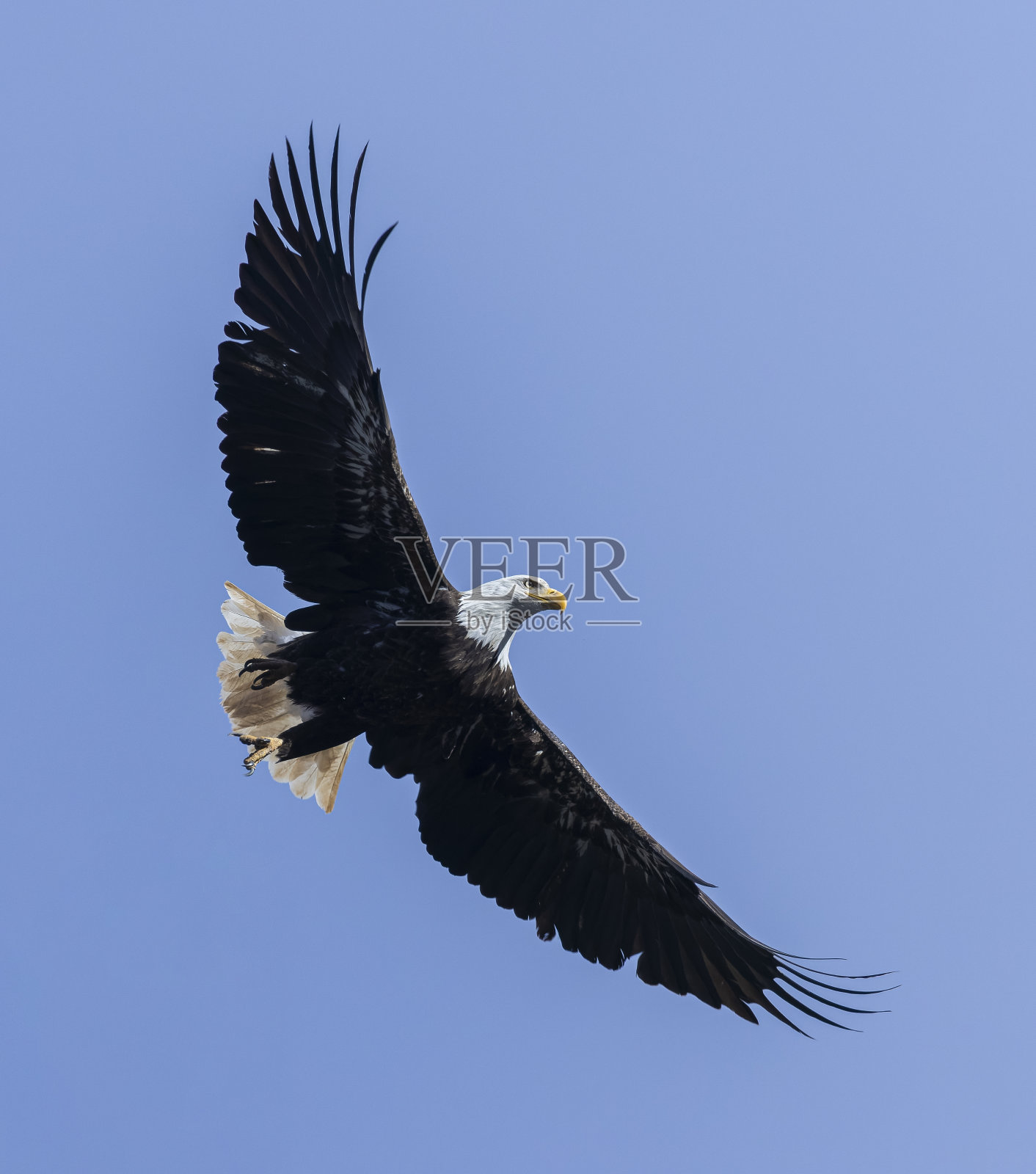 11英里峡谷的秃鹰照片摄影图片