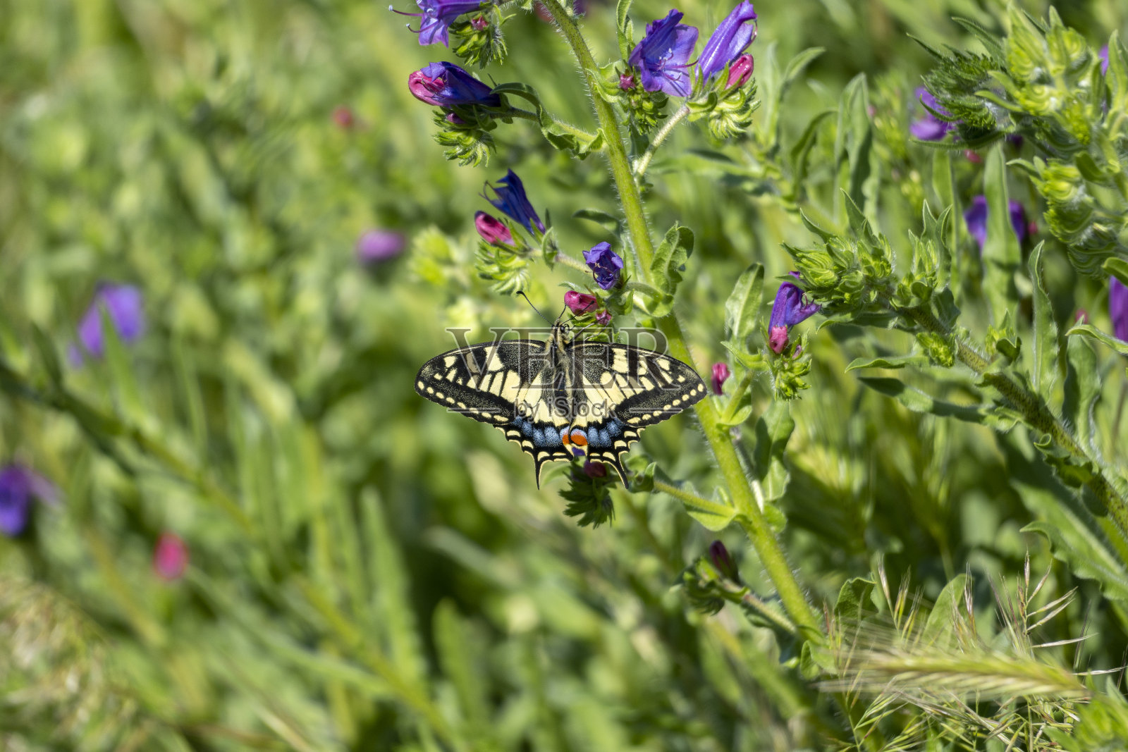 意大利托斯卡纳的Maremma Castiglione della Pescaia, Diaccia Botrona自然保护区蝴蝶凤蝶在花上休息照片摄影图片