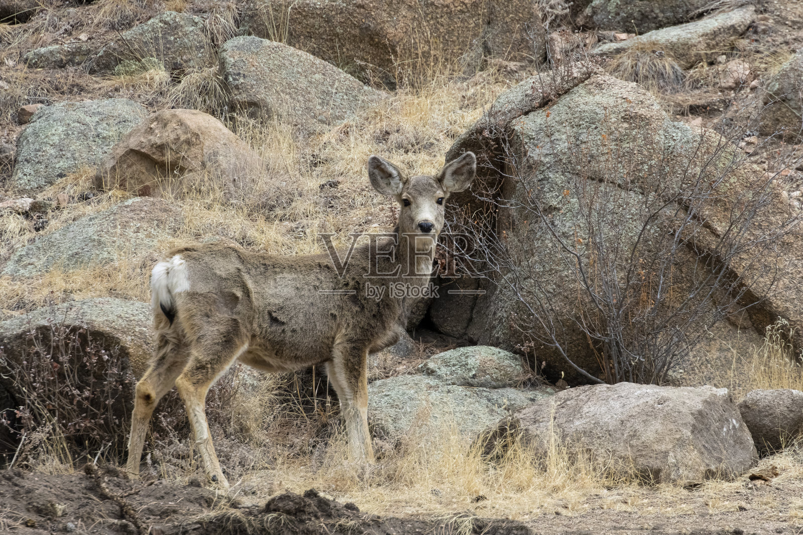 一群骡鹿照片摄影图片