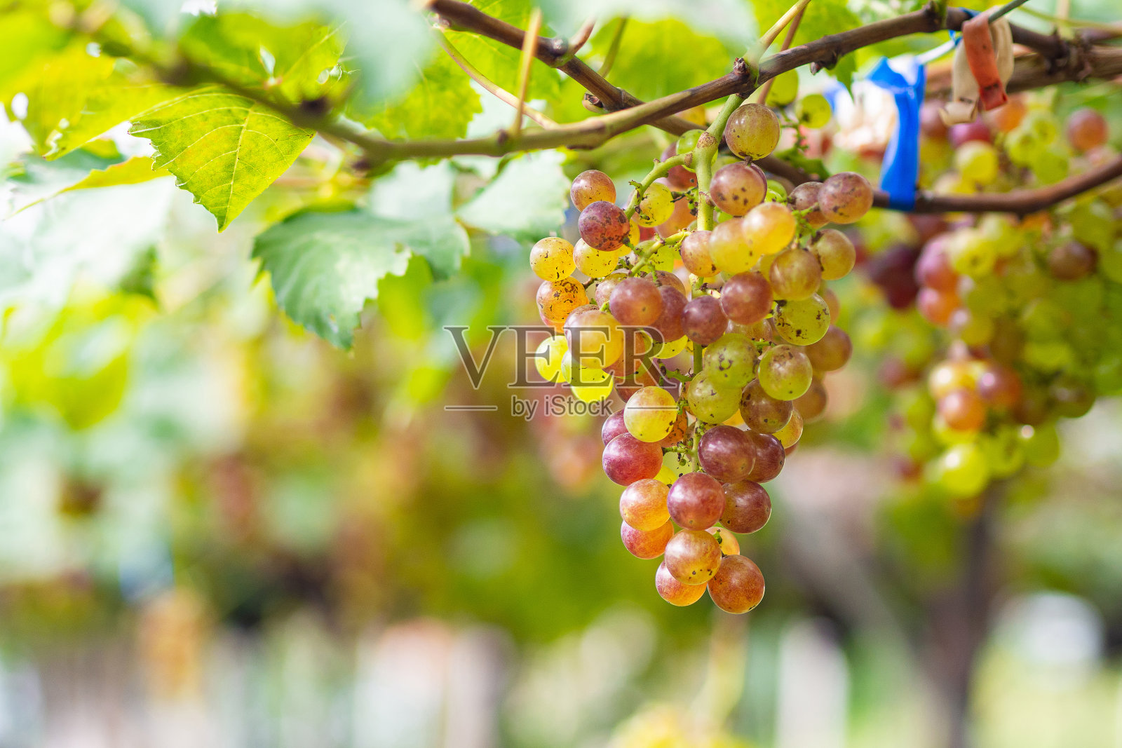 大串大串的红葡萄挂在藤蔓上。照片摄影图片