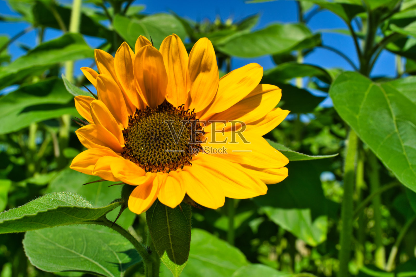 花照片摄影图片