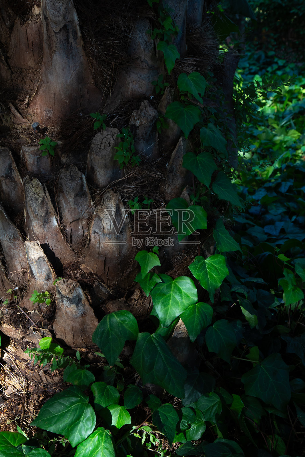 攀缘的英国常青藤。年轻的常绿英国常青藤攀缘松树的树皮。大气的格局。背景冬青木本藤叶特写纹理。副本的空间。照片摄影图片