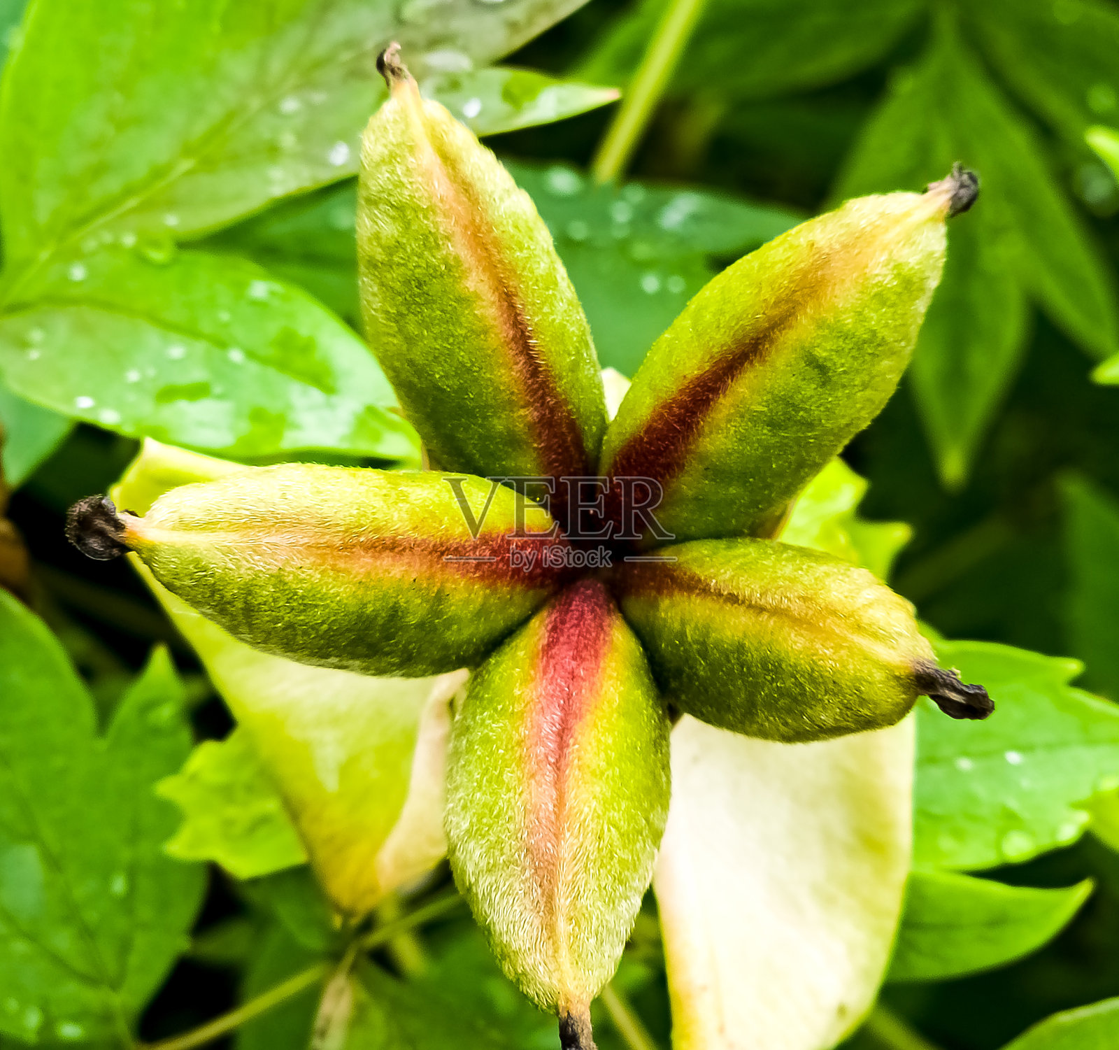 牡丹花的种子。绿叶的背景。照片摄影图片