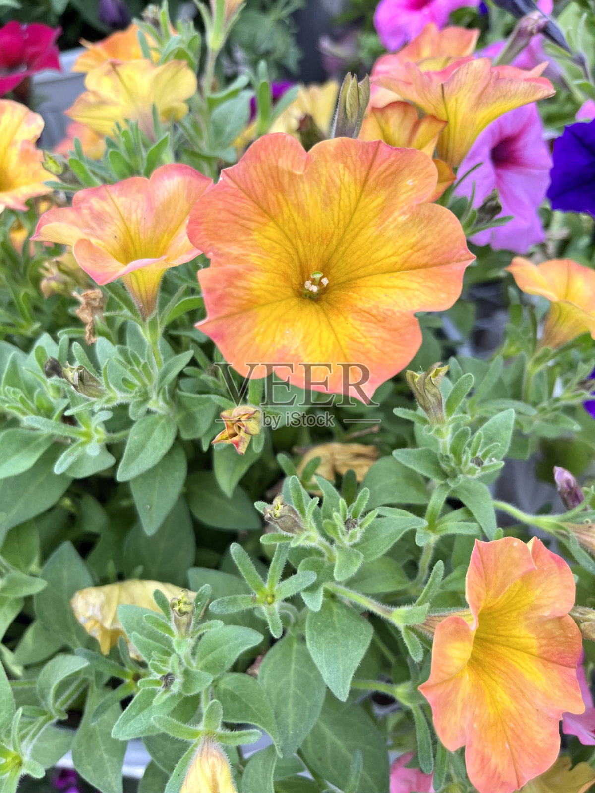 橙色的喇叭花照片摄影图片