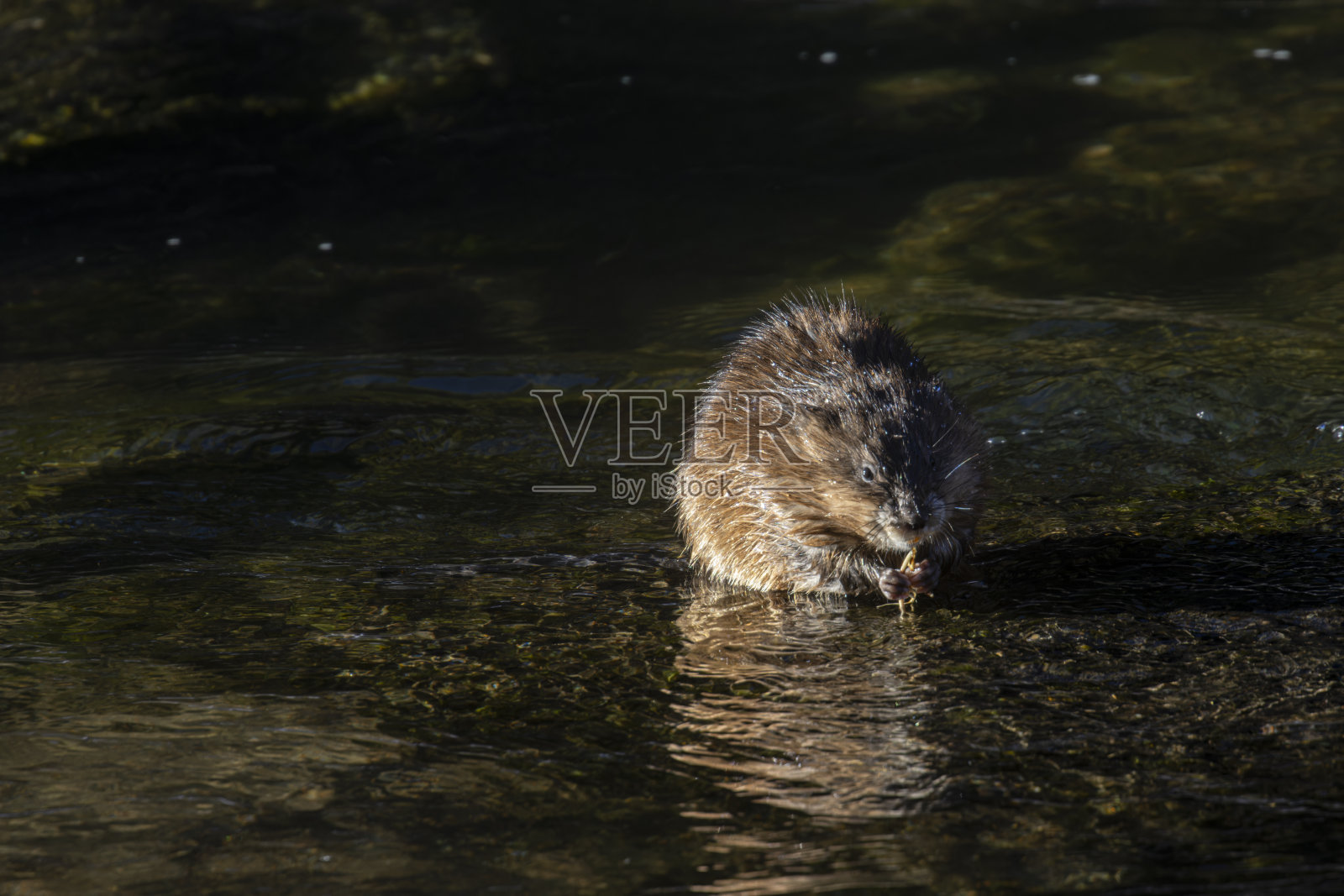 南普拉特河的麝鼠照片摄影图片