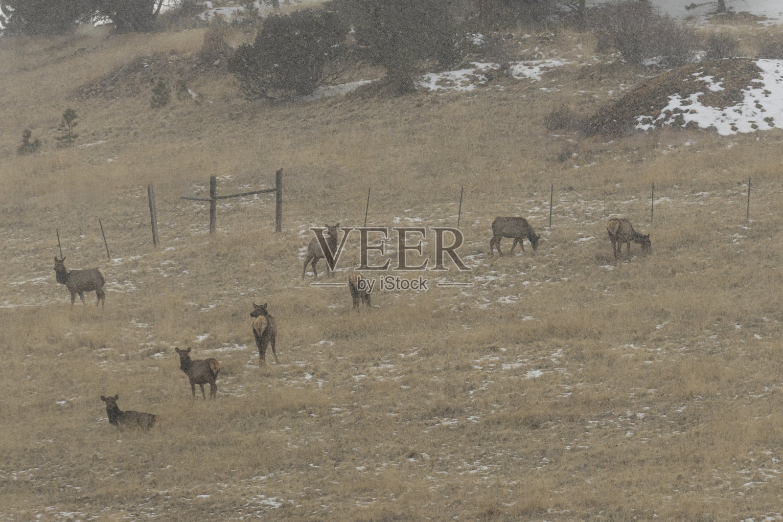 雪中的麋鹿群照片摄影图片