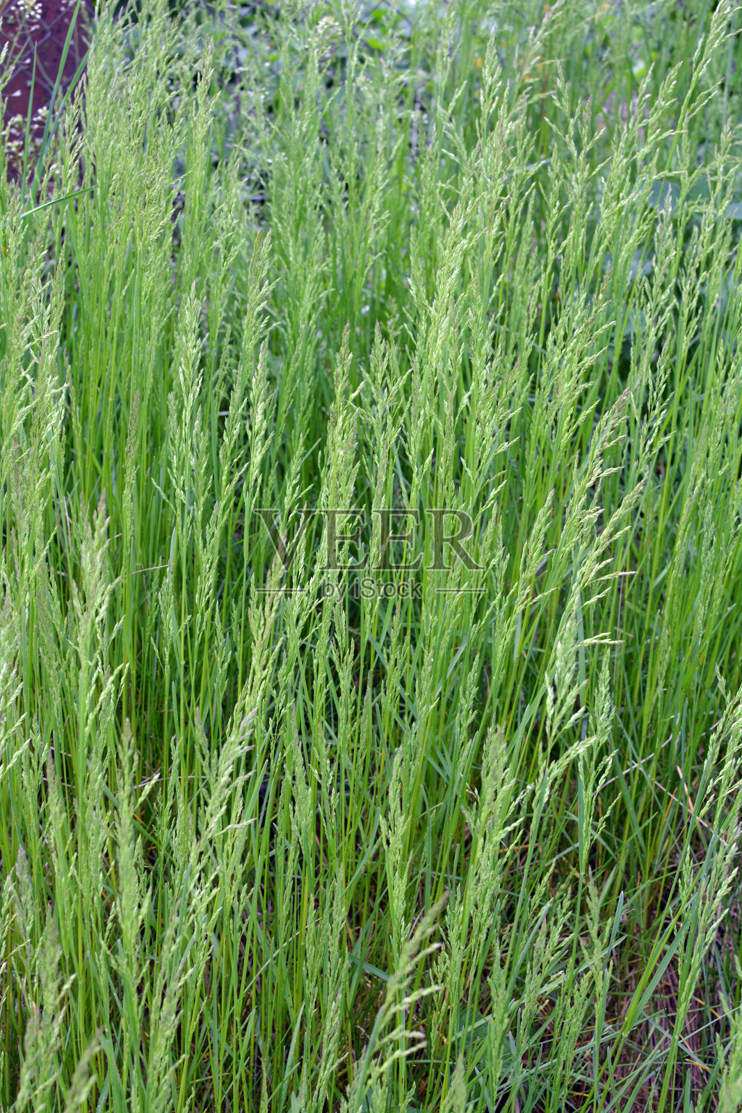 草地上生长着黑麦草(Arrhenatherum elatius)。照片摄影图片