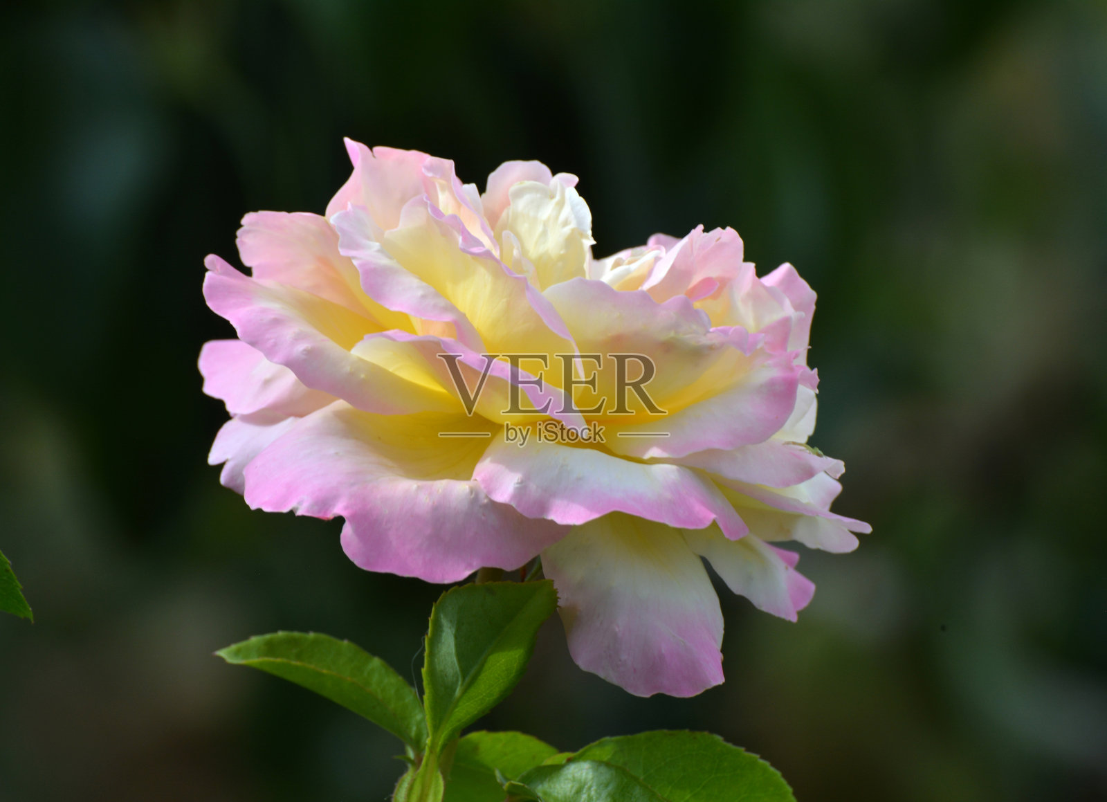 玫瑰在花园里盛开。照片摄影图片