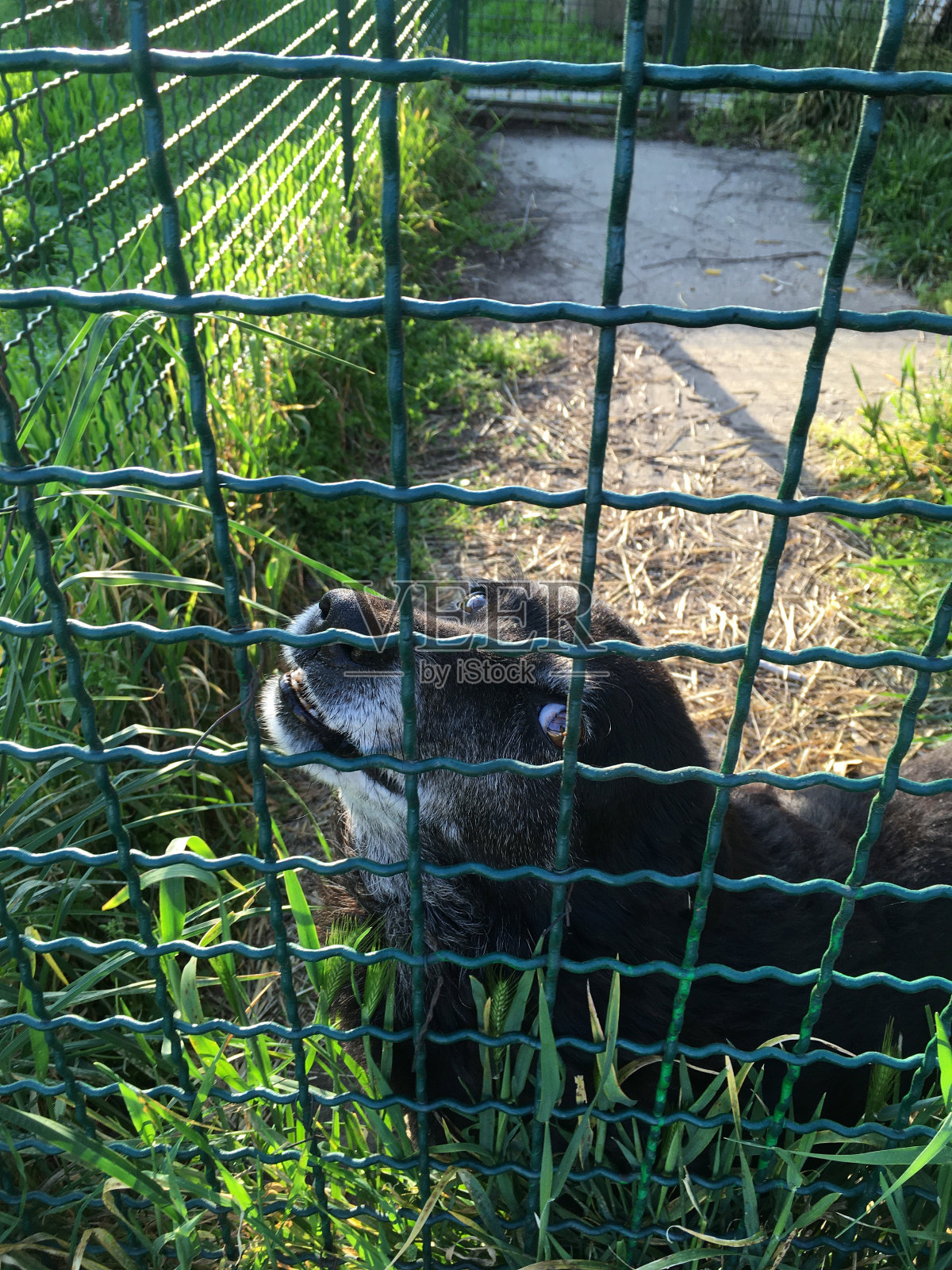 狗照片摄影图片
