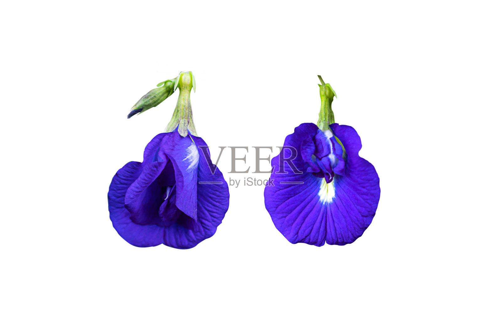 蝴蝶豌豆，蓝豌豆(Clitoria ternatea)在白色背景上分离。照片摄影图片