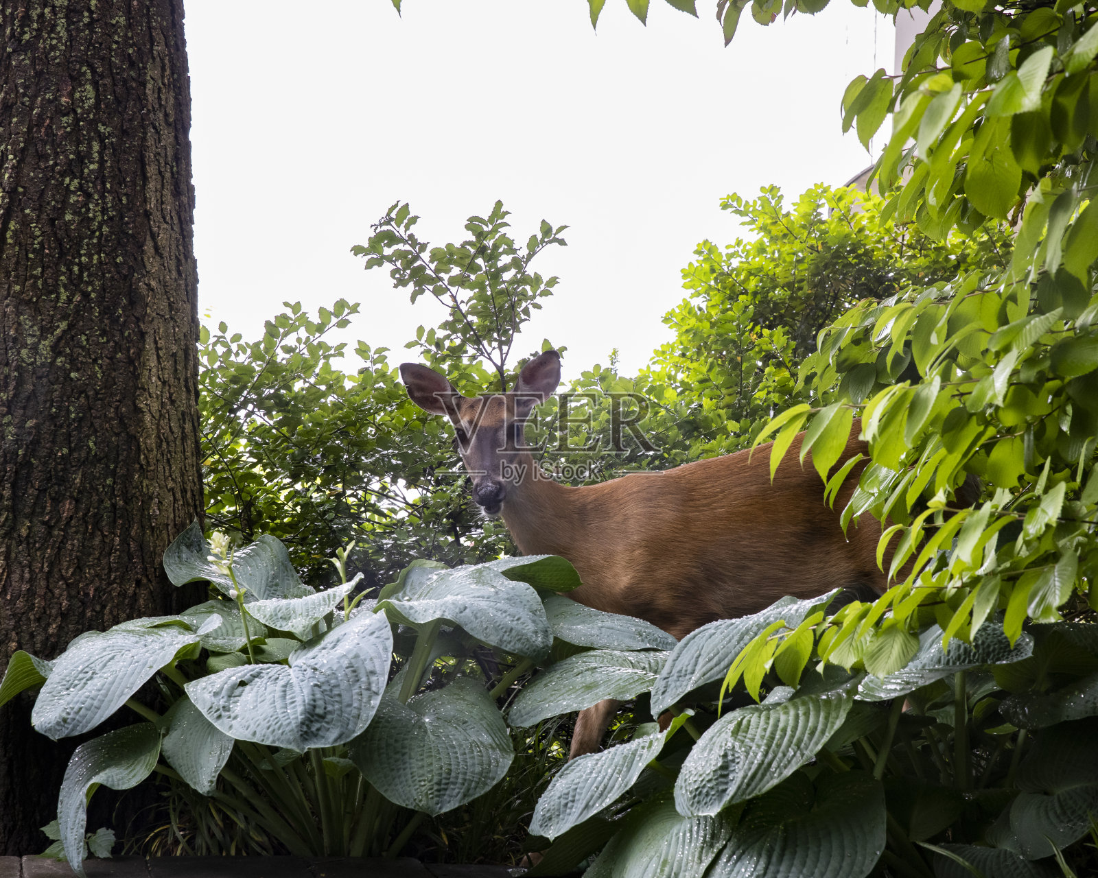 哈德逊河上的鹿照片摄影图片