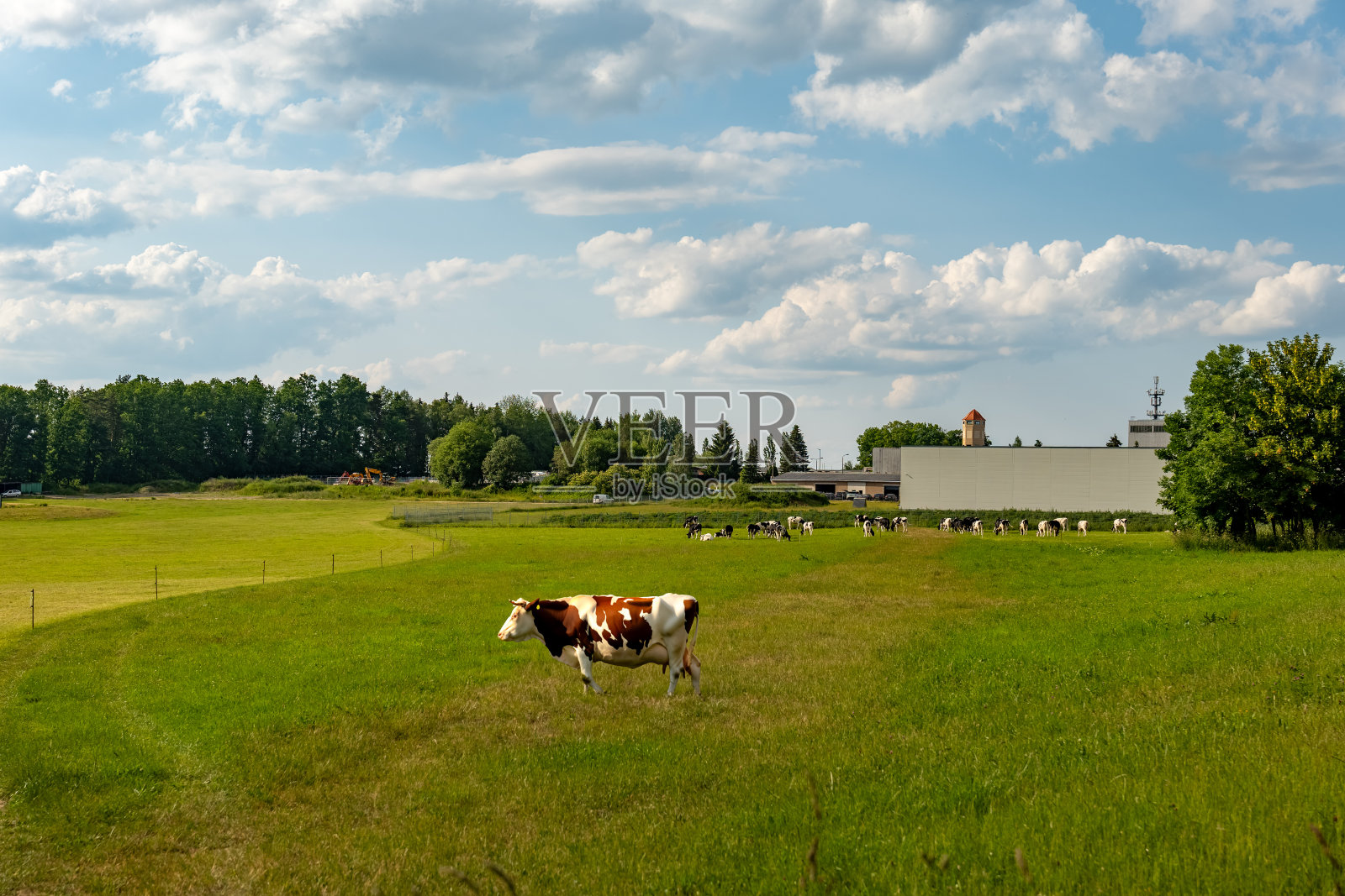 夏天草地上的牛照片摄影图片