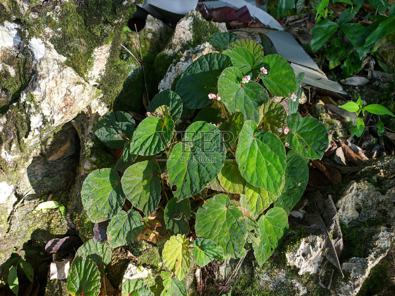海棠属植物生长在南加里曼丹的石灰岩山脉中照片摄影图片