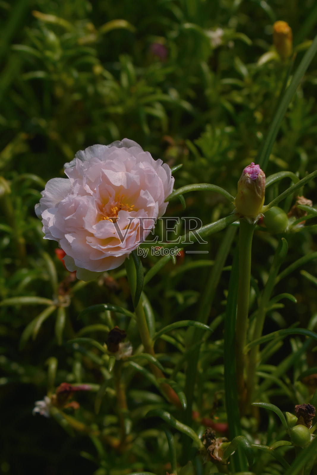 学名:刺叶蔷薇。早上九点开花。看起来很漂亮。粉红色和白色，叶子尖照片摄影图片