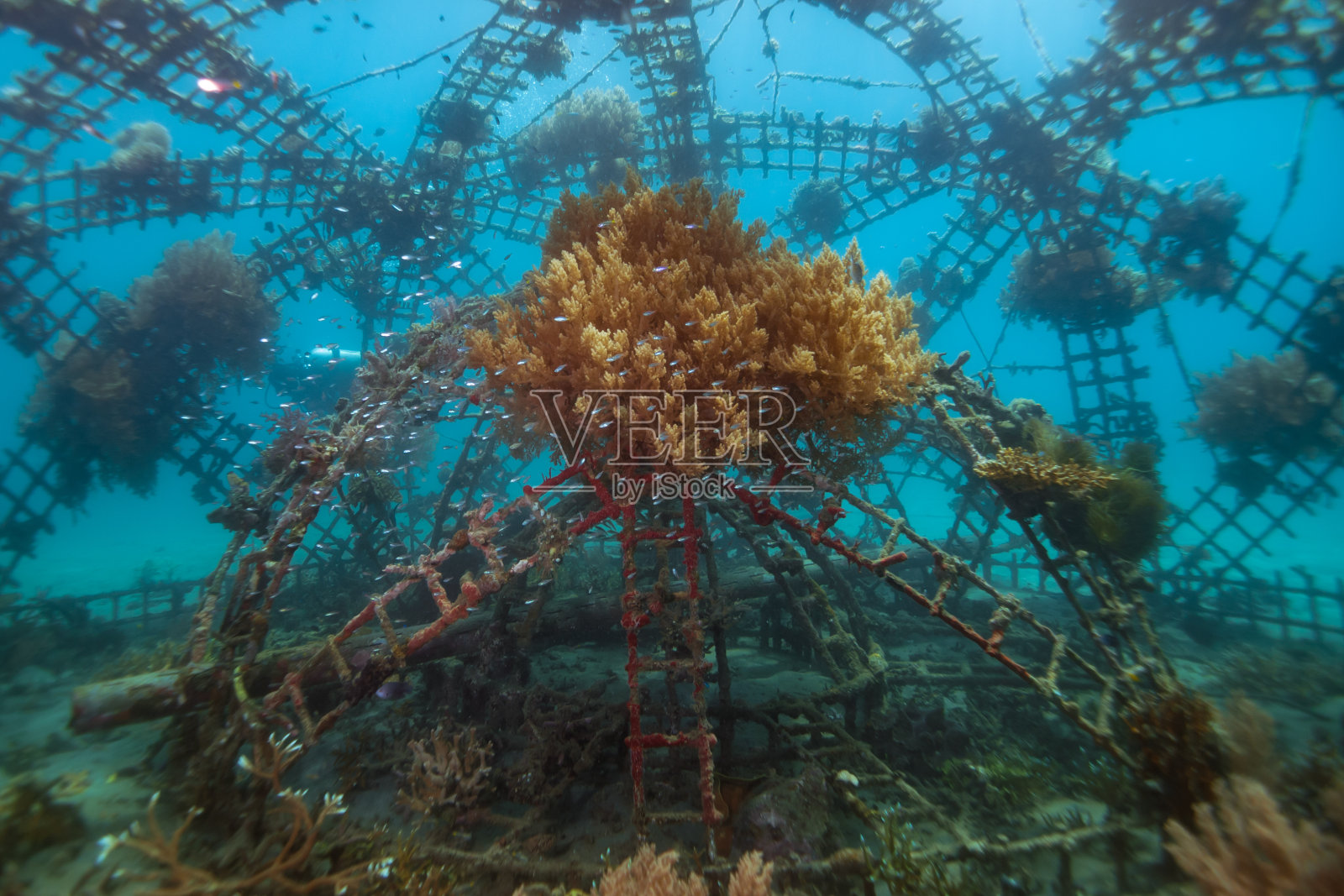 巴厘佩默德兰的生物岩照片摄影图片