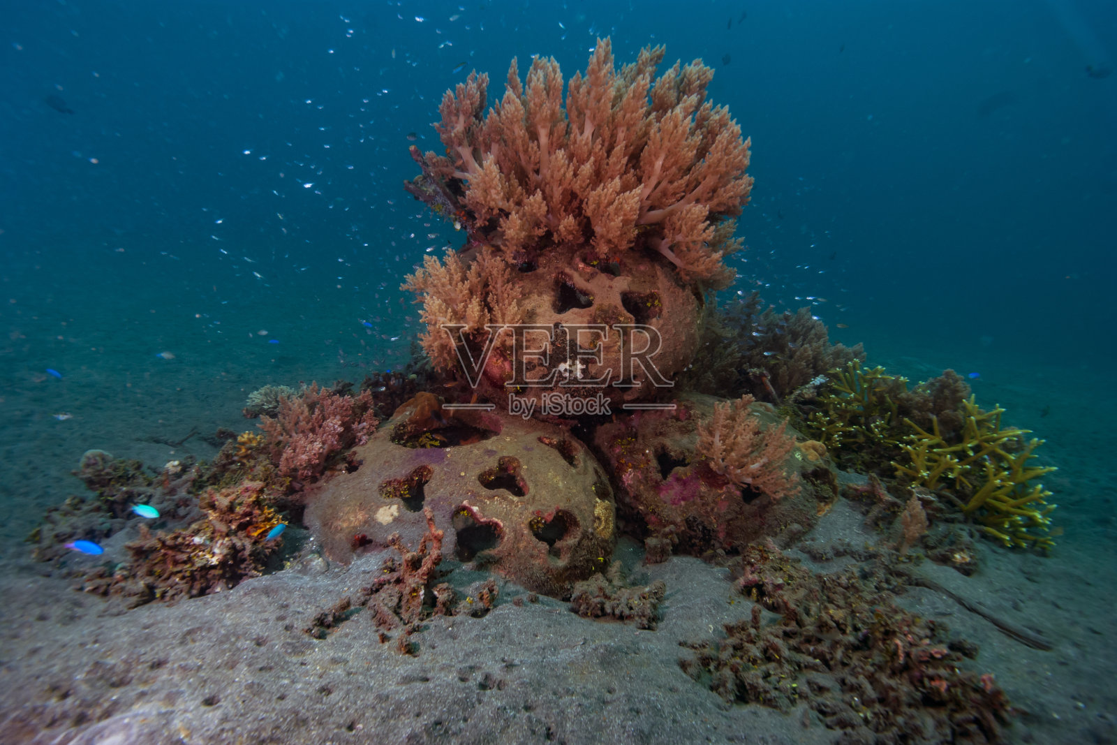 巴厘岛人工珊瑚礁照片摄影图片