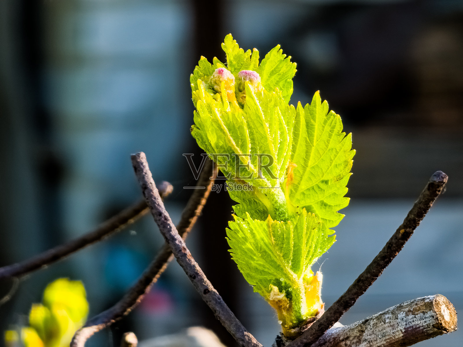 这是葡萄藤院子里新叶发芽的特写，花蕾正在破裂。照片摄影图片