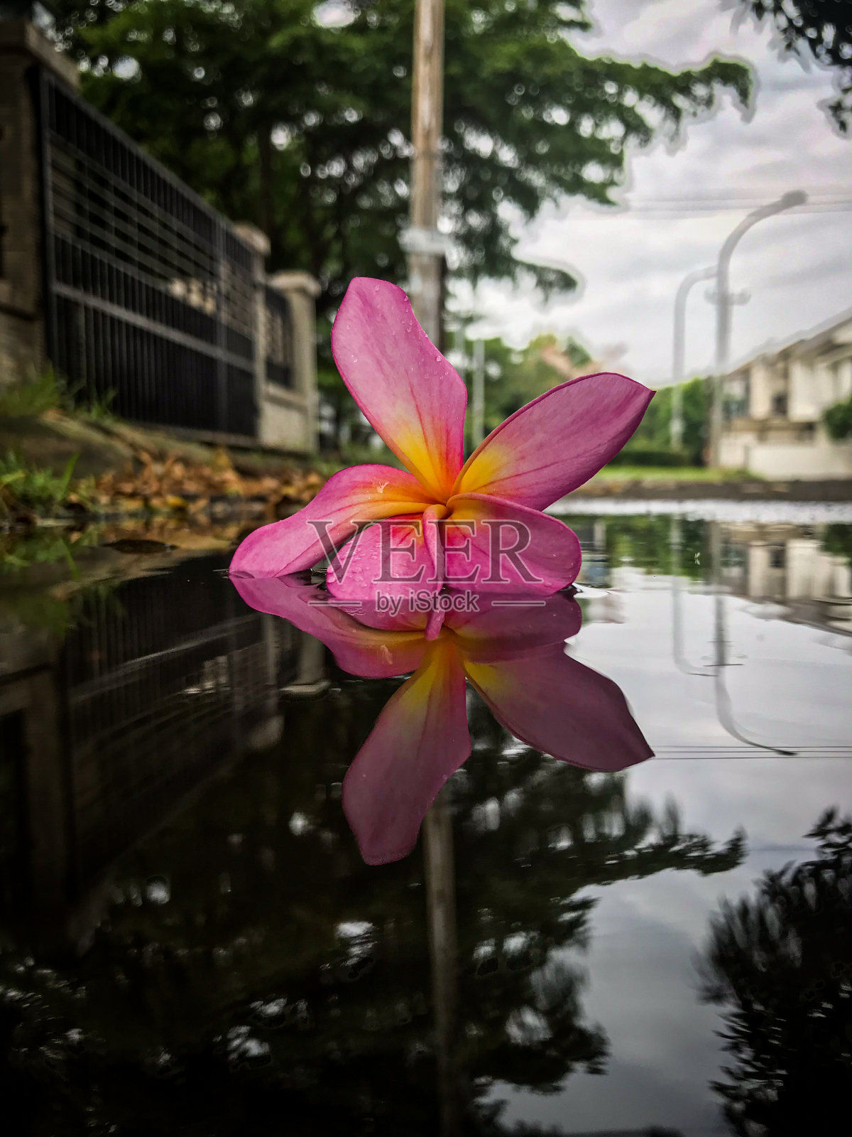 红色的金花与水的倒影照片摄影图片