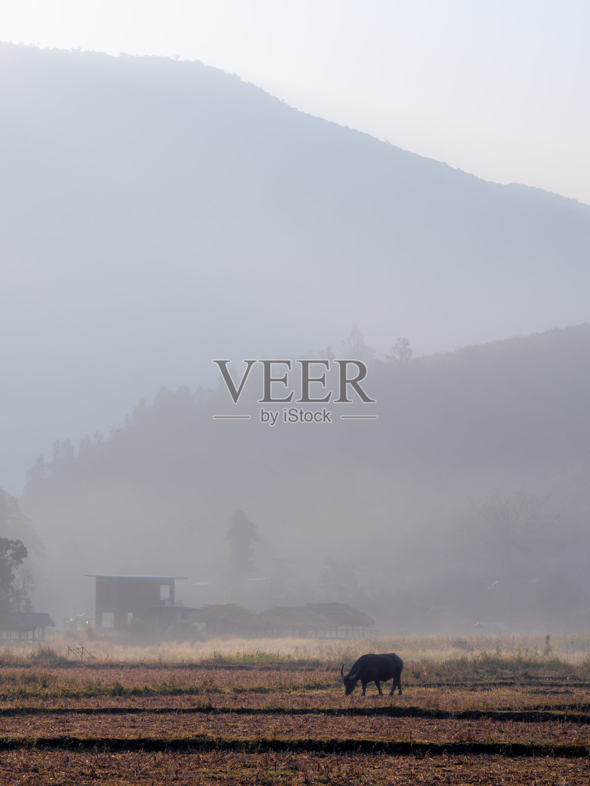 水牛在雾后的田野里吃草照片摄影图片