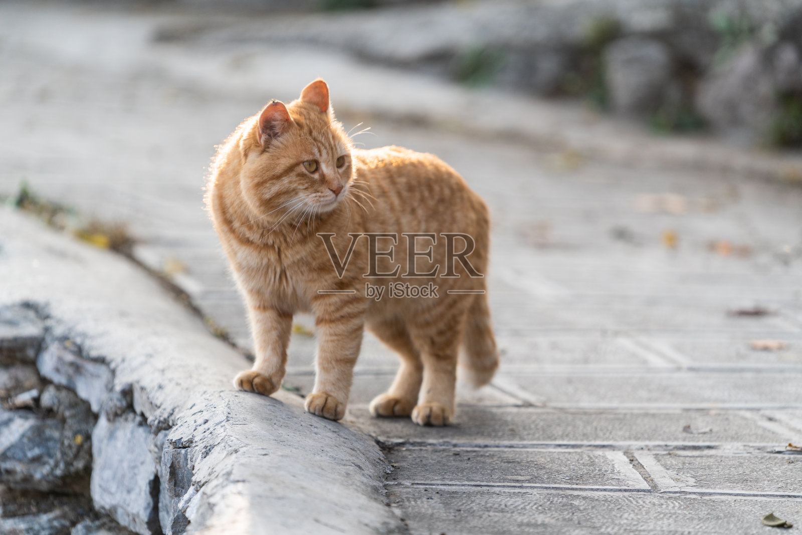 户外橙猫照片摄影图片