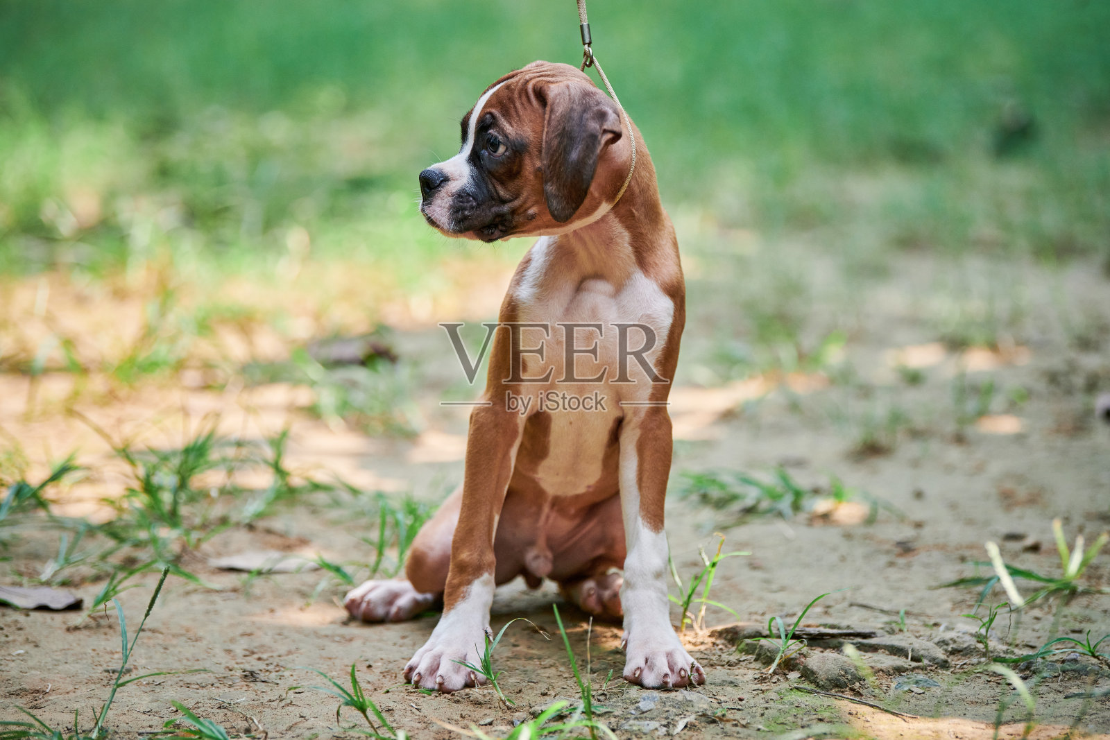 拳师犬小狗全高肖像在户外公园散步，绿色的草地背景照片摄影图片