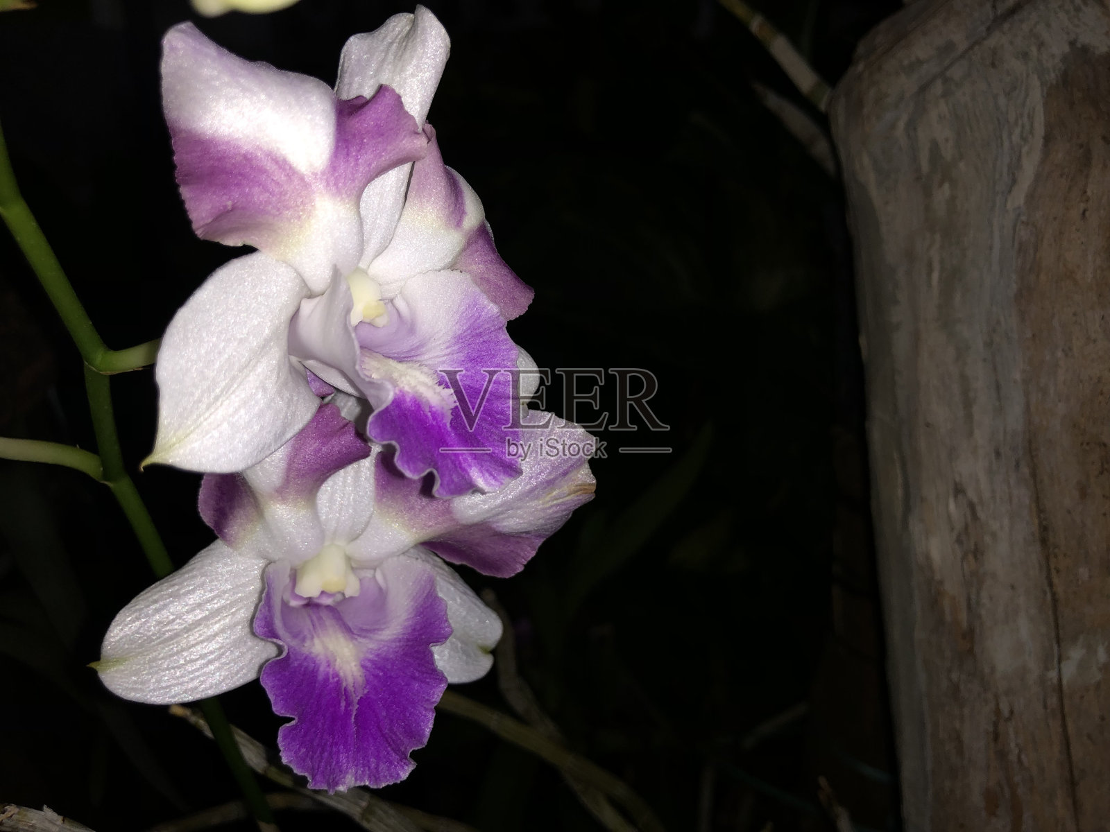 兰花的照片是紫色和白色的混合物照片摄影图片