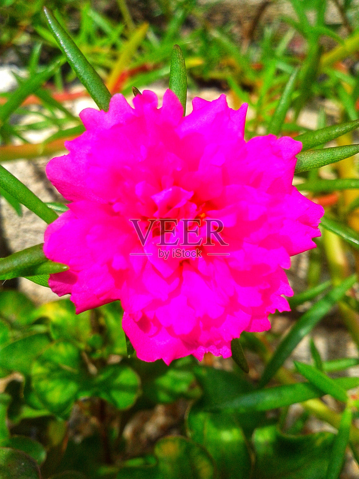 粉红苔藓玫瑰马齿苋花照片摄影图片