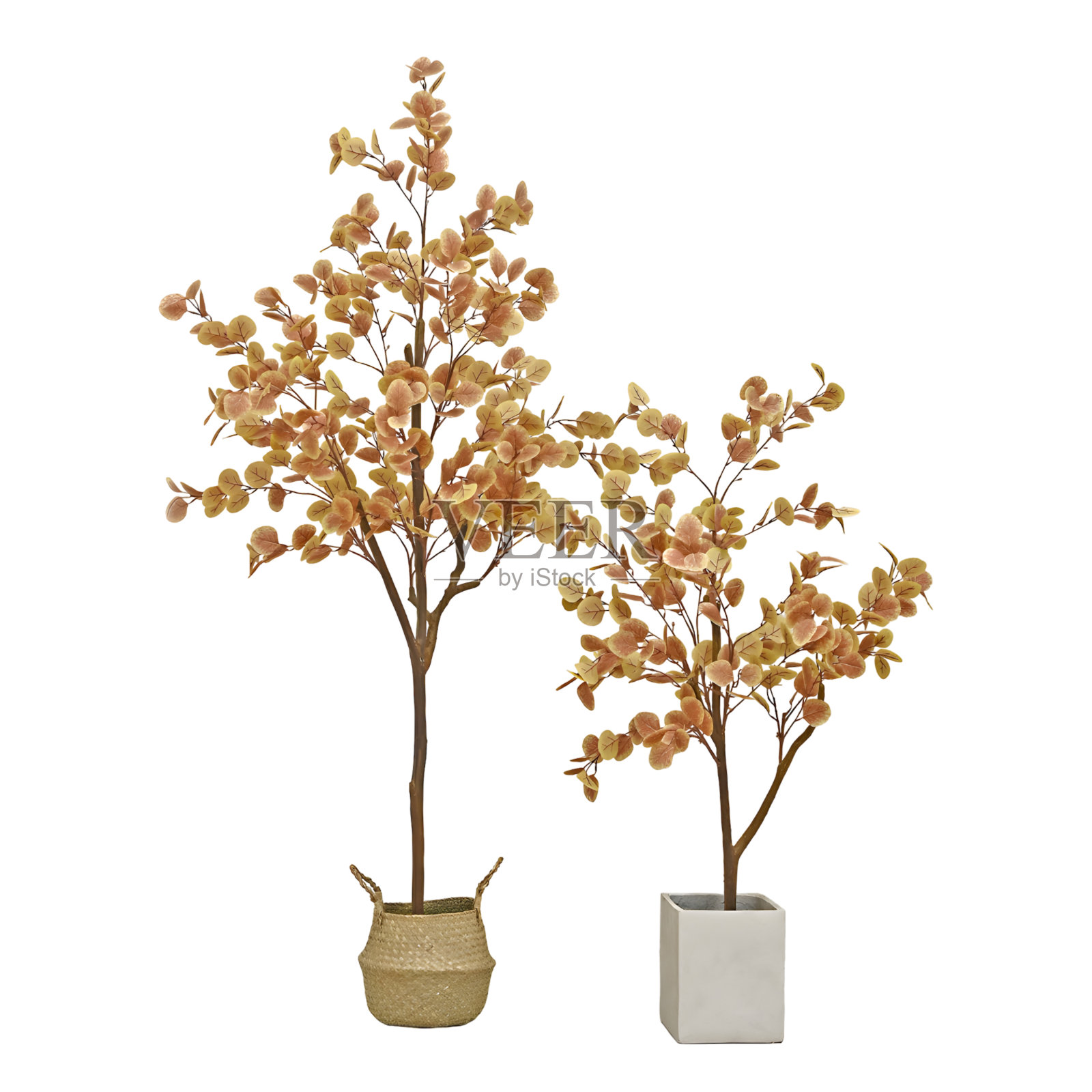 秋天的树在锅孤立在白色的背景与修剪路径照片摄影图片