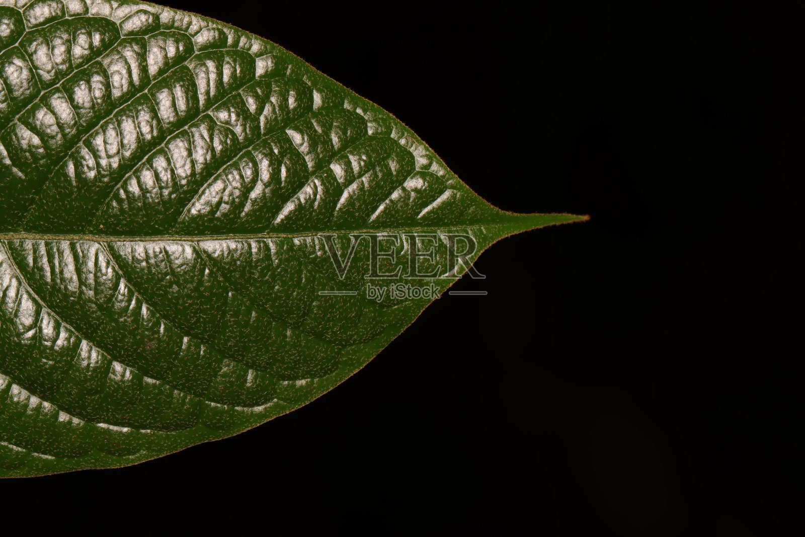 近距离照片的先端正面的绿叶与黑色背景照片摄影图片