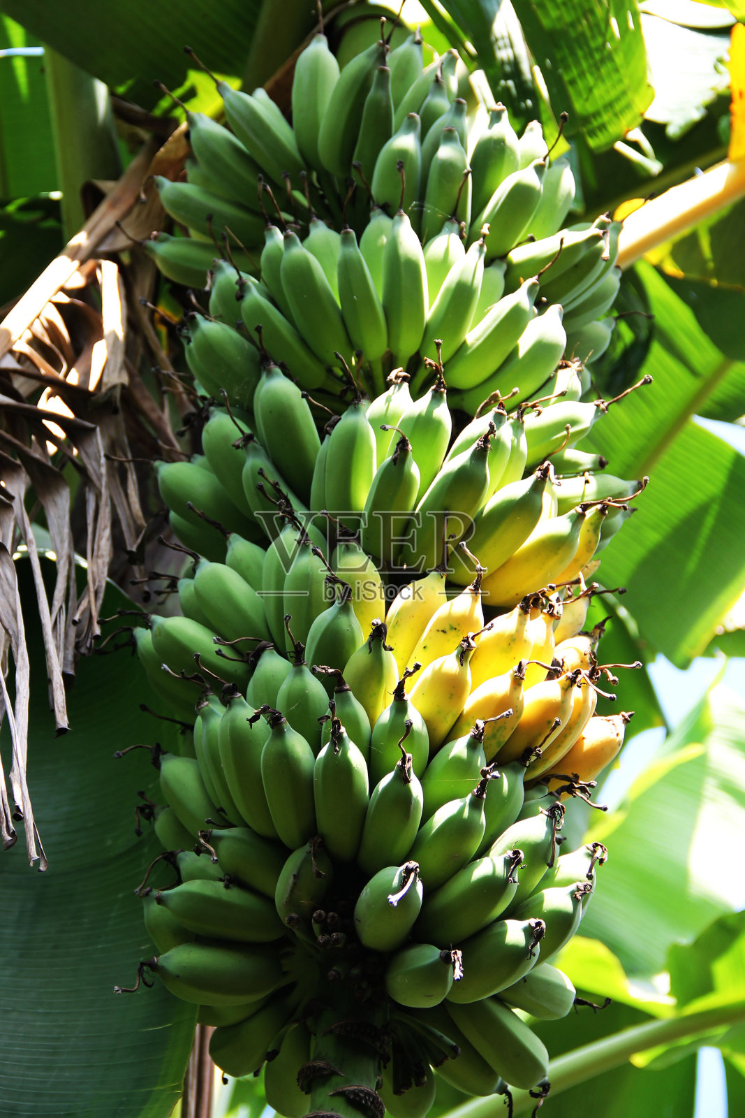 生的绿香蕉在花园留下背景照片摄影图片