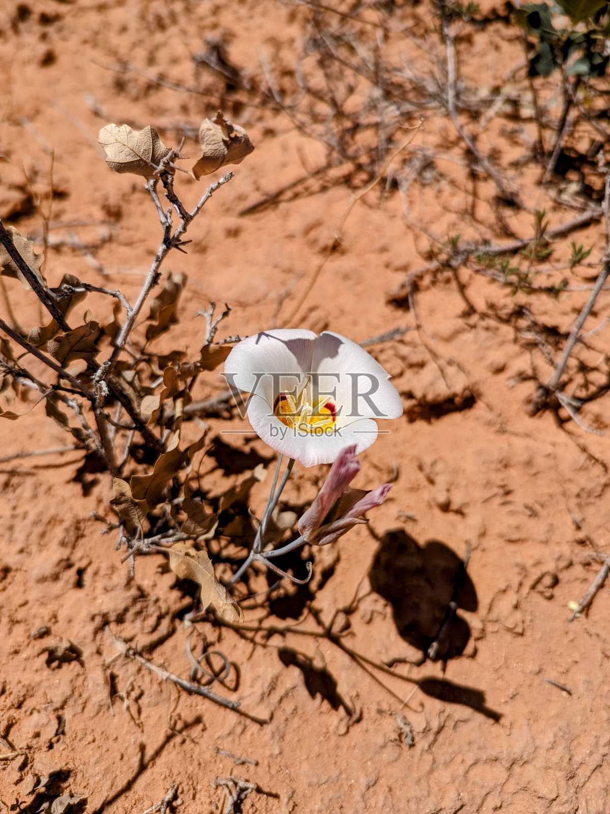 拱门魔鬼花园中的沙漠之花照片摄影图片