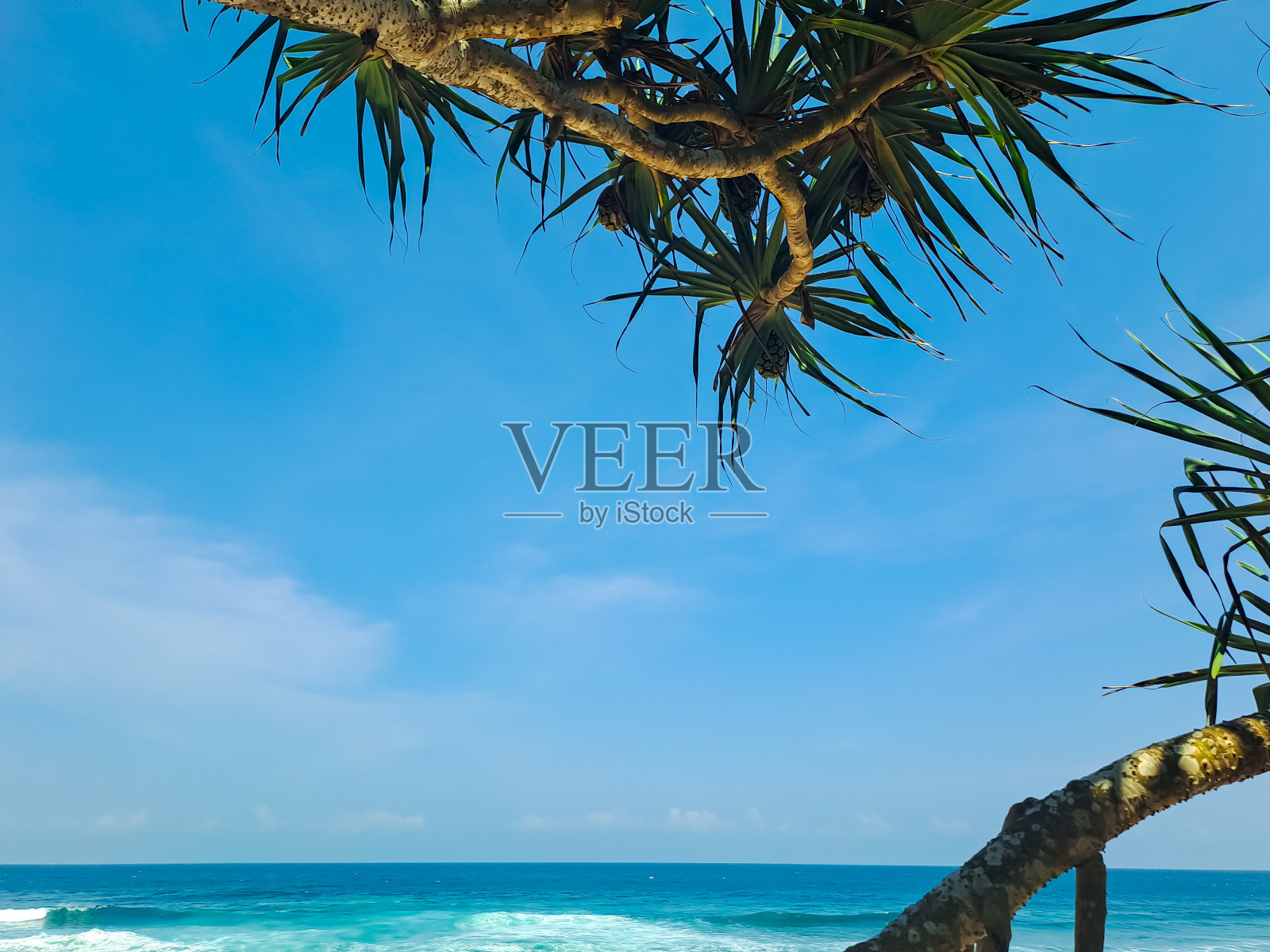 有熊猫的海滩照片摄影图片