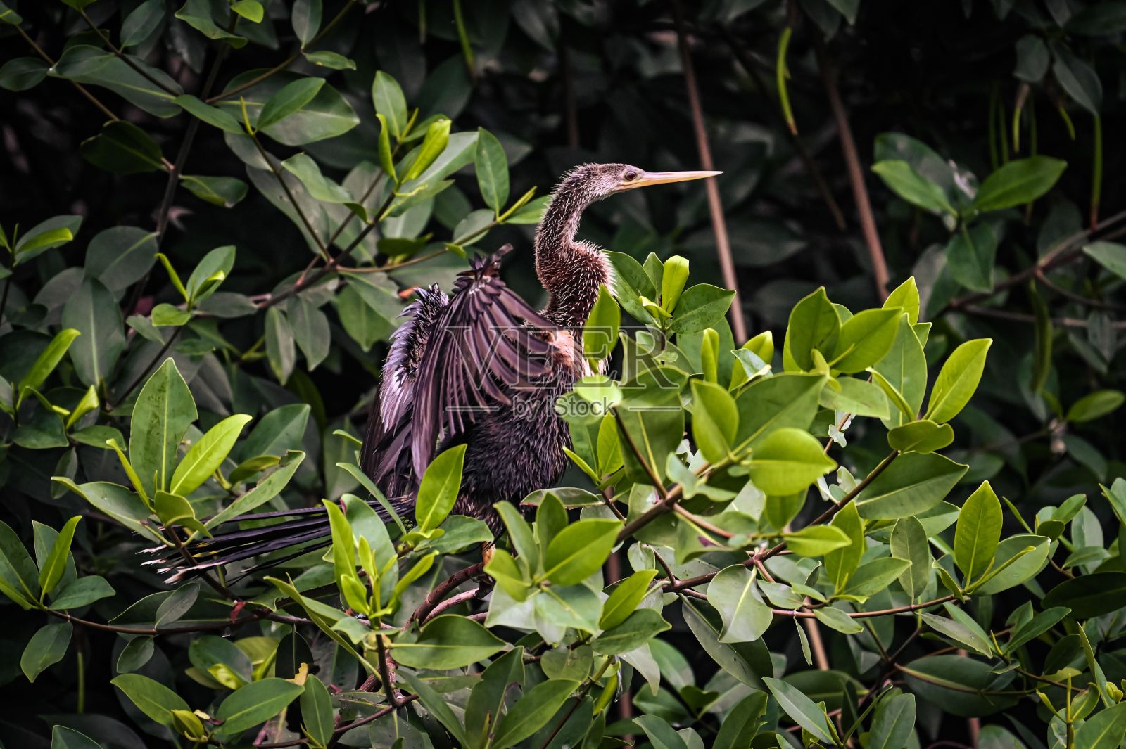 安欣加鸟的特写镜头，一种大型长颈鸟照片摄影图片