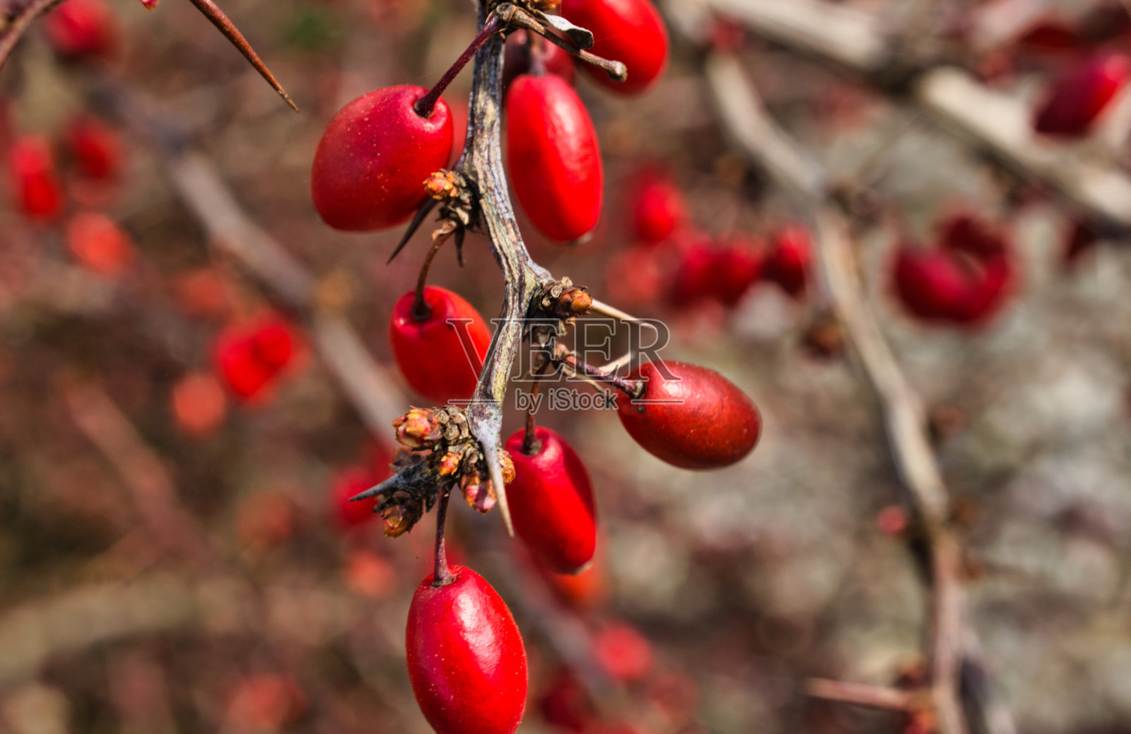 花照片摄影图片